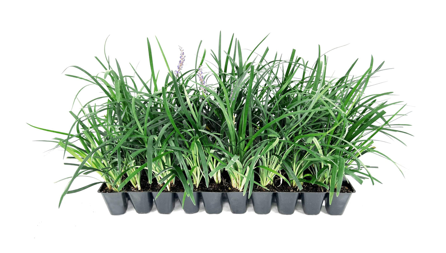 Super Blue | 3 Live Plants | Liriope Muscari | Ground Cover Plant, Ornamental Grass, Drought Tolerant, Low Maintenance, Evergreen Foliage, Purple Flower Spikes, Shade Garden Favorite, Easy to Grow
