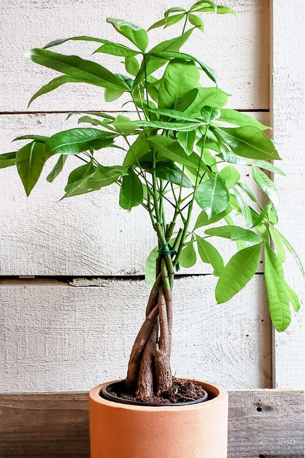 Money Tree 'Guiana Chestnut' Pachira Braid Live Plant for Indoor | Different Houseplants in 4'' & 6'' Pot | Real House Plant for Living Room, Office, Desk & Bathroom |