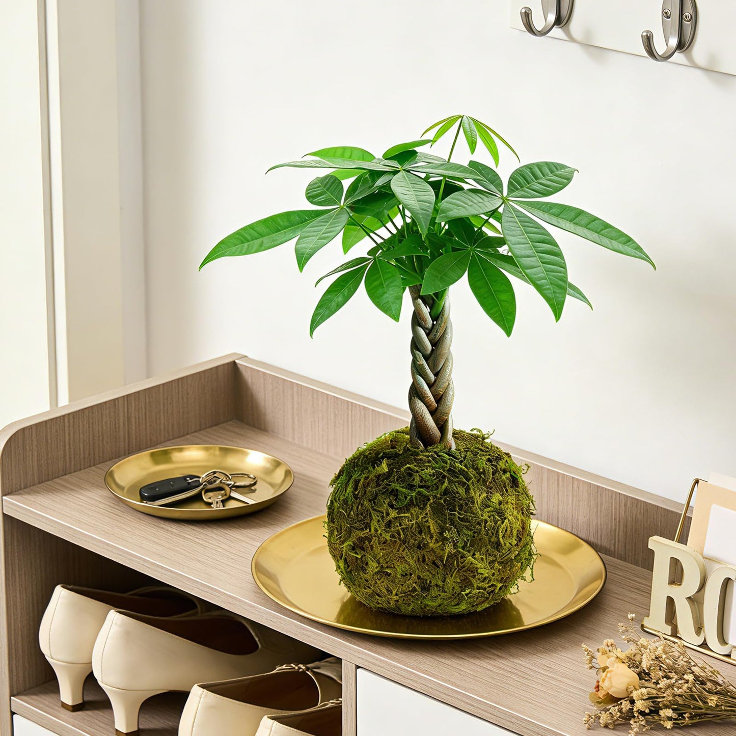 Live Plant Money Tree Kokedama, Easy to Grow, A Living Moss Ball Plant for Home Office Decor, Unique Gift