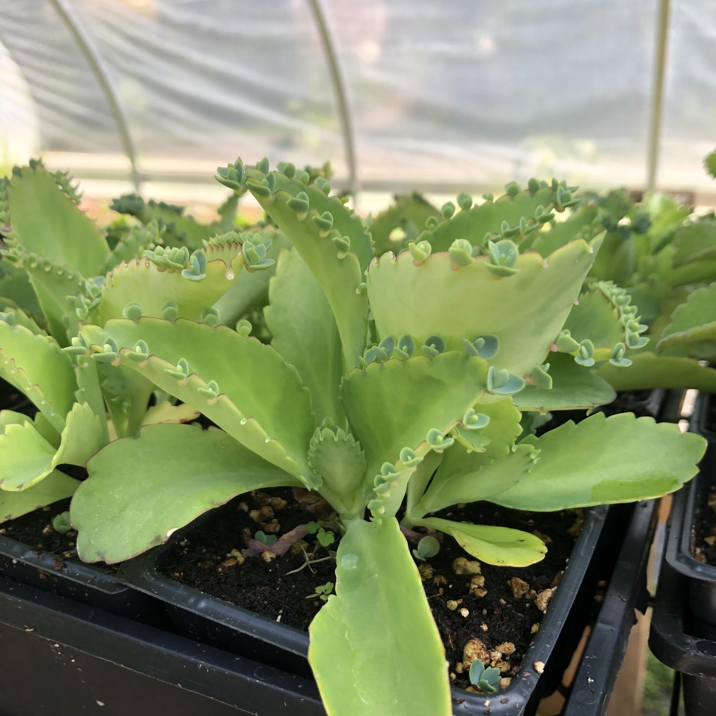 Organic Mother of Millions Plant (Kalanchoe laetvirens) Live Plant in 2.5 inch Pot | Amazing Succulent Easy-to-Grow by Smoke Camp Crafts