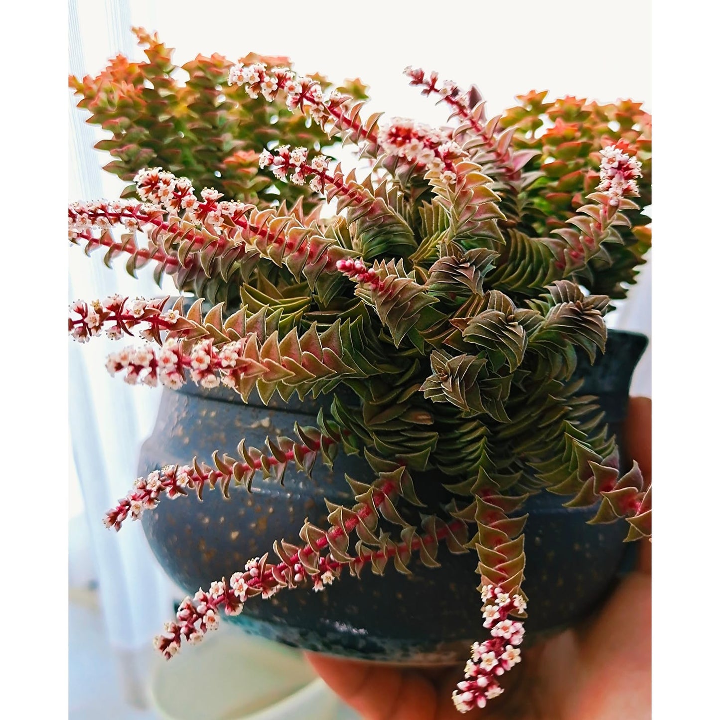 Sprout N Green Shark's Tooth, Live Crassula corymbulosa Succulent in 4" Pot with Soil Mix, Rare House Plant for Home Office Wedding Indoor Outdoor Decoration, DIY Projects, Party Favor, Pet Friendly