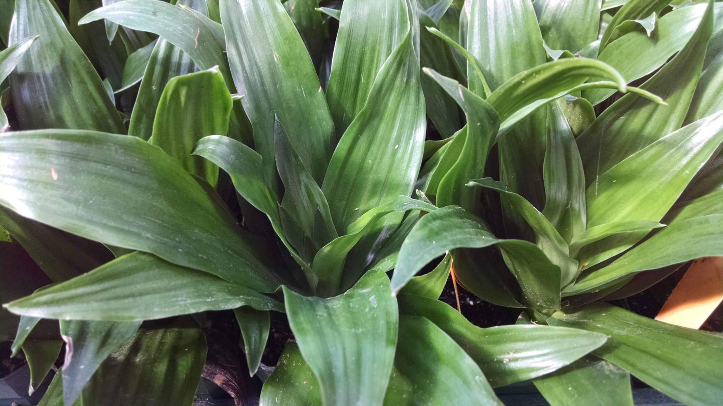Dracaena Janet Craig Bush - Live Plant in a 8 Inch Pot - Dracaena Deremensis 'Janet Craig' - Beautiful Low Light Indoor Houseplant