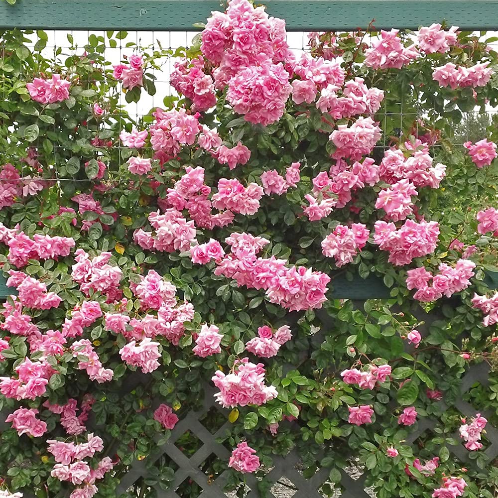 Heirloom Climbing Roses, Live Own Root Plant for Outdoor Garden, CL Pinkie, Very Fragrant, Hardiness Zones 6-10, Repeat Blooming