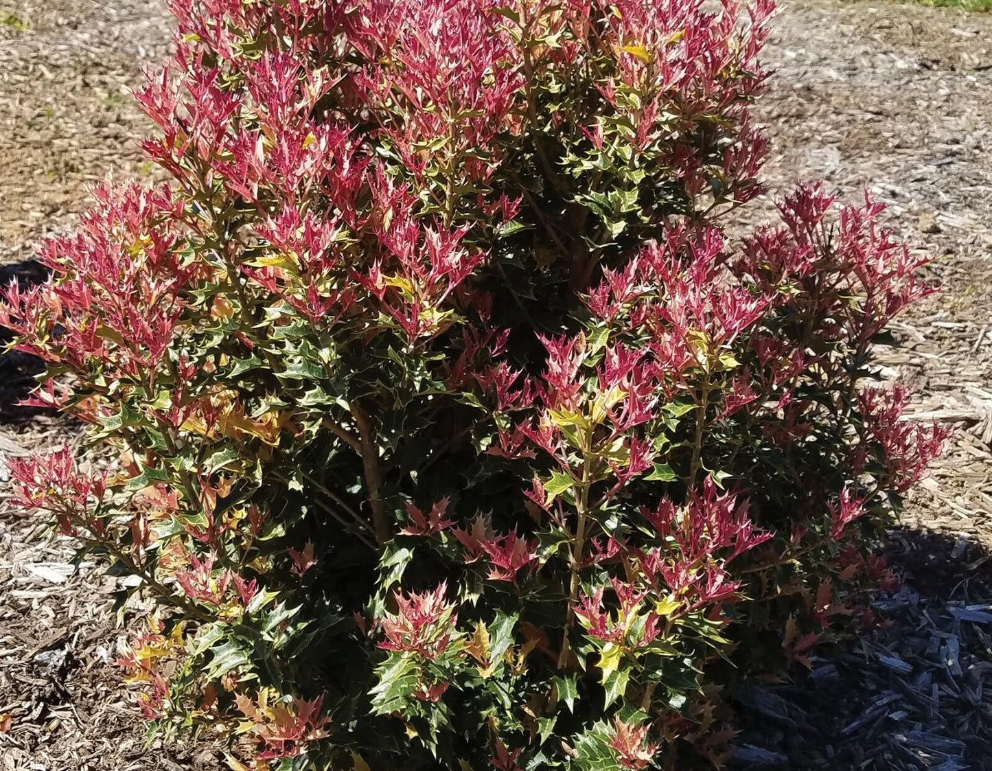 Live Plant - Party Lights Pink Flush Tea Olive (Osmanthus) - Live Plant - (1 Qt)
