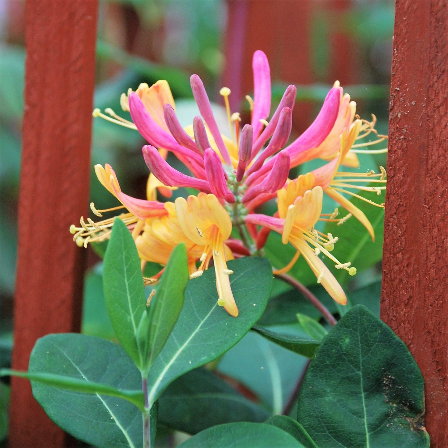 Easy to Grow Honeysuckle Gold Flame 1 Plant - Potted Vine in a Quart Pot, Summer Fragrant Pink & Orange Blooms, Fast Growing (Lonicera)