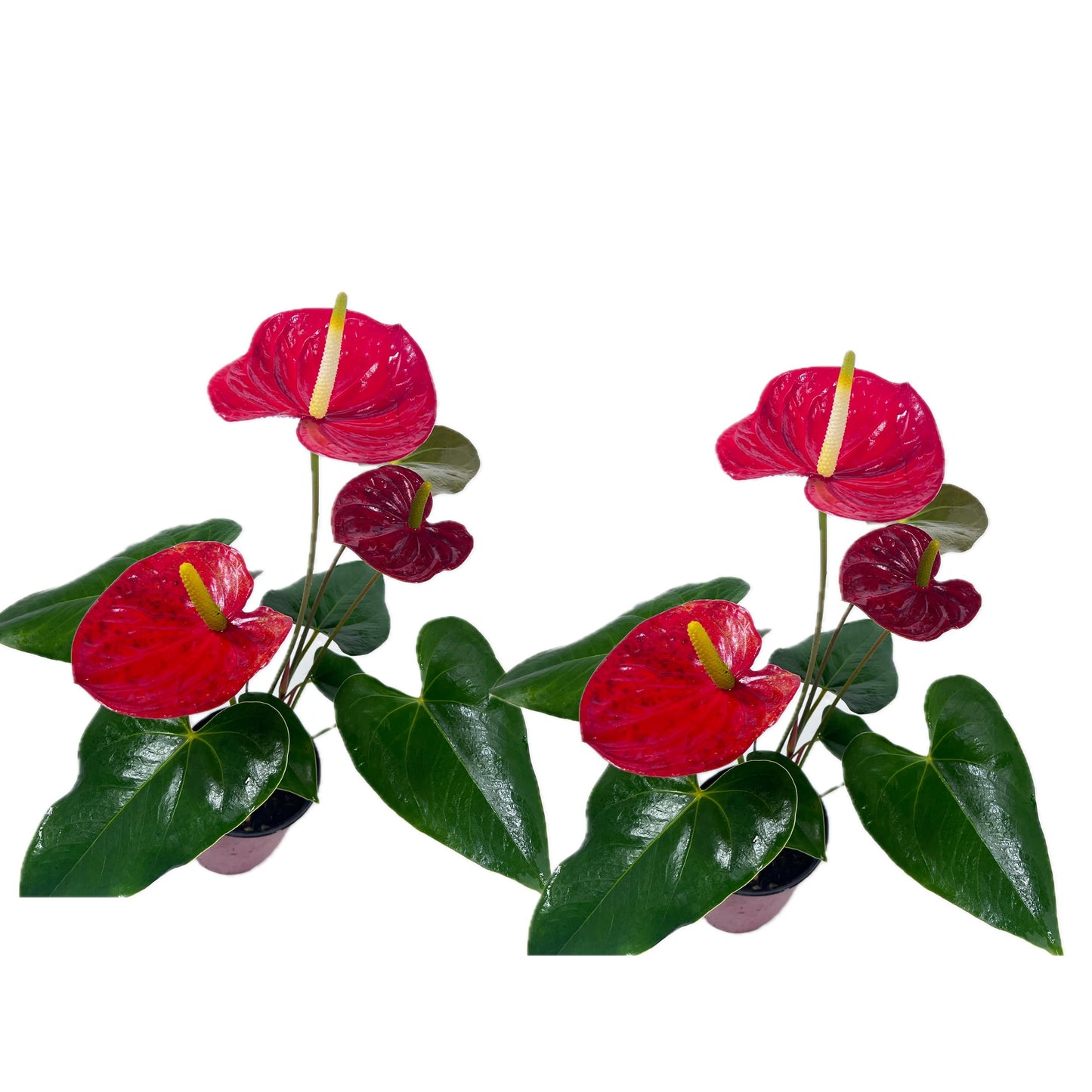 LEAL PLANTS ECUADOR Anthurium Andraeanum Red Live Plant (Pack of 2) Easy Care, Air-Purifying Indoor Plant for Wellness & Home Decor, Office Desk, Unique Sustainable Gift