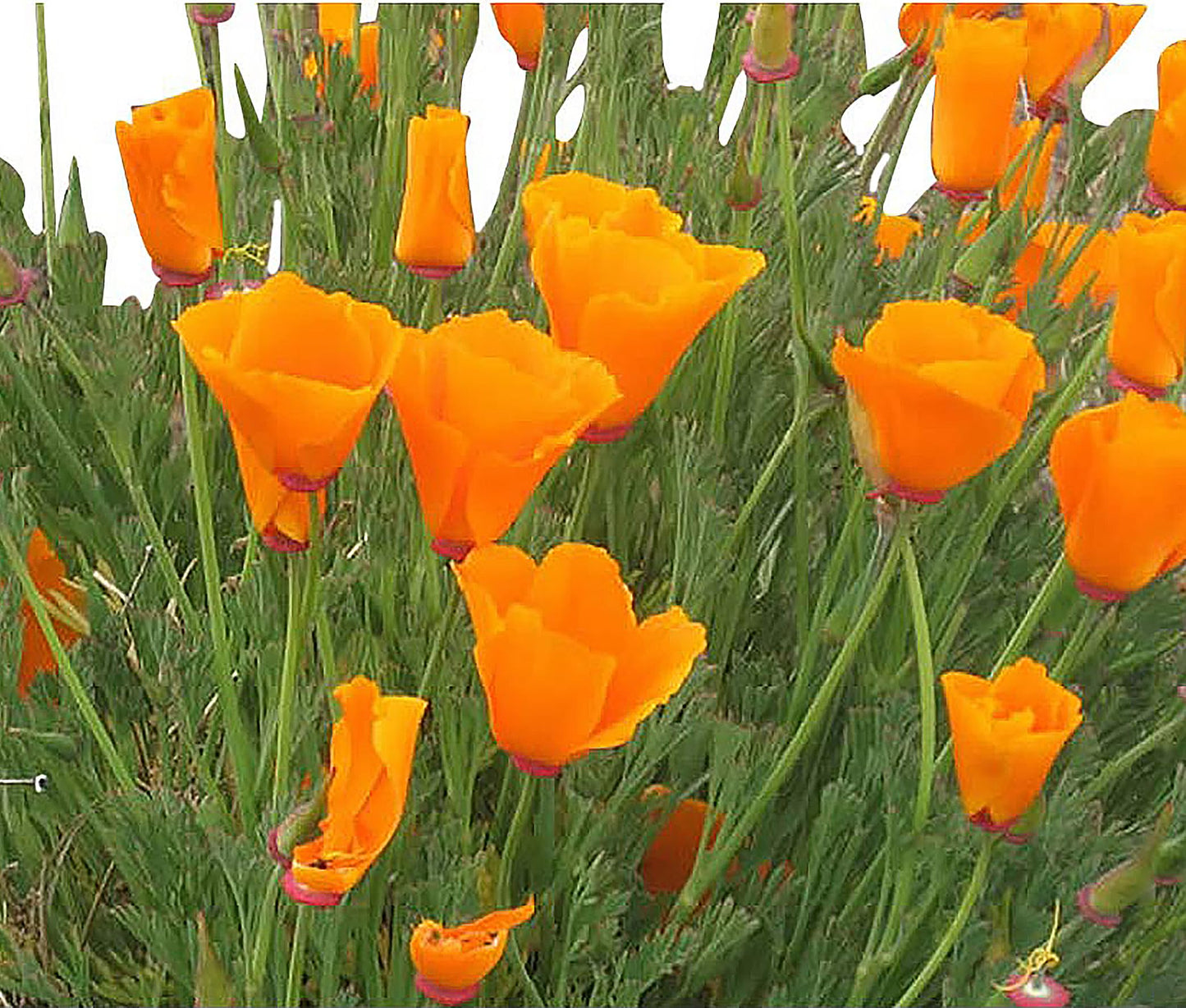 4000 Dwarf Golden West California Poppy Seeds - State Flower, Yellow Poppy, Re-Seeds, Later Blooming Than Golden Poppy