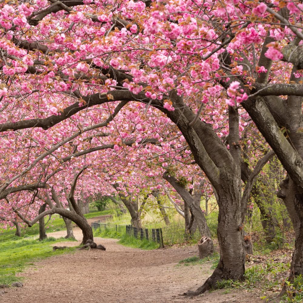 Live Kwanzan Cherry Blossom Tree Plants, 8 to 12 Inch Tall Live Cherry Blossom Flowers Plant, Live Cherry Blossom Tree Plants, Perennial Cherry Flowers Tree Plant, Ready to Plant Outdoor Garden