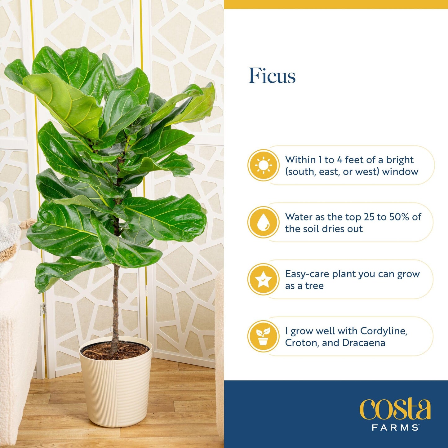 Costa Farms Fiddle Leaf Fig, Live Indoor Plant Ficus Lyrata in Modern Plant Pot, Air Purifying Live Houseplant, Housewarming Gift, Birthday, Room, Home and Office Decor, 2-3 Feet Tall