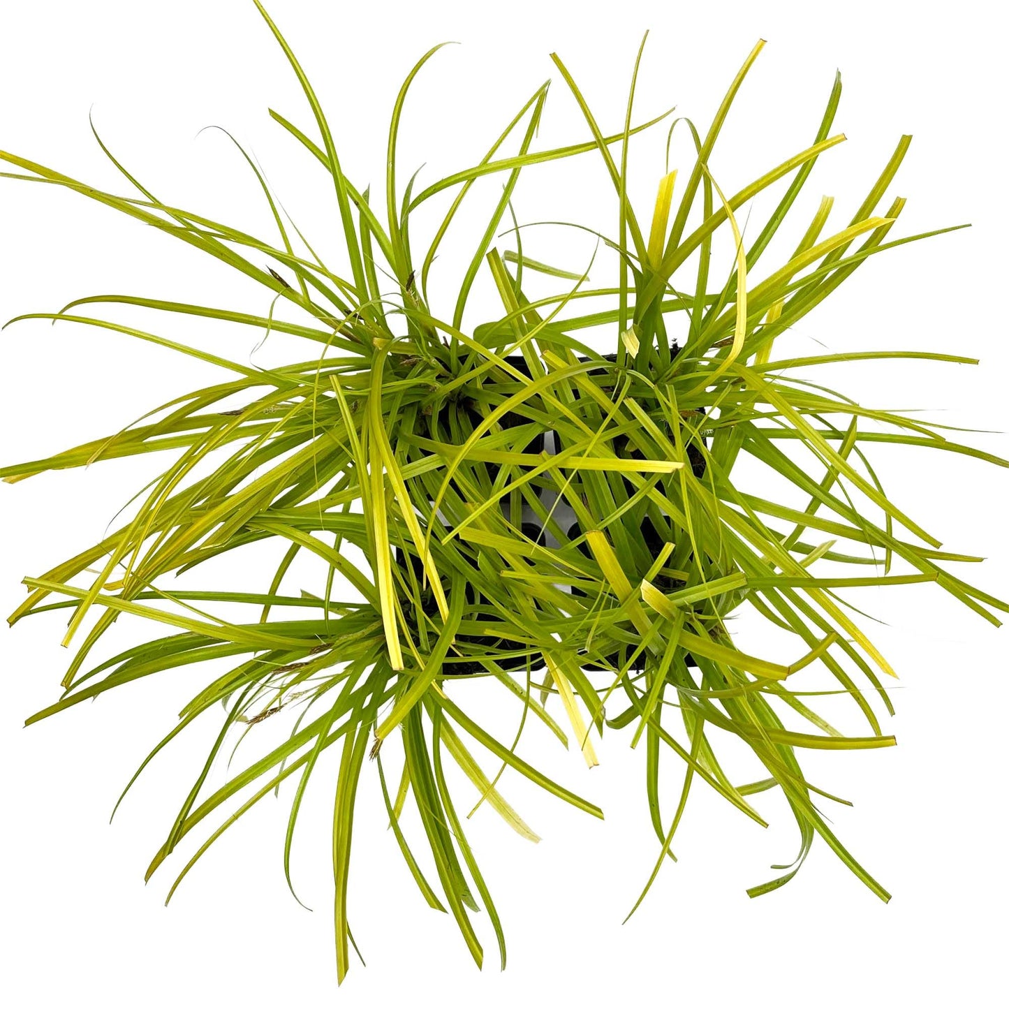4 Everillo Sedge Grass – Evergreen Clumping Ornamental Grass with Arching Golden Foliage for Shade, Borders & Containers (Carex oshimensis ‘Everillo’) in 3.5″ Cubes, Live Plants