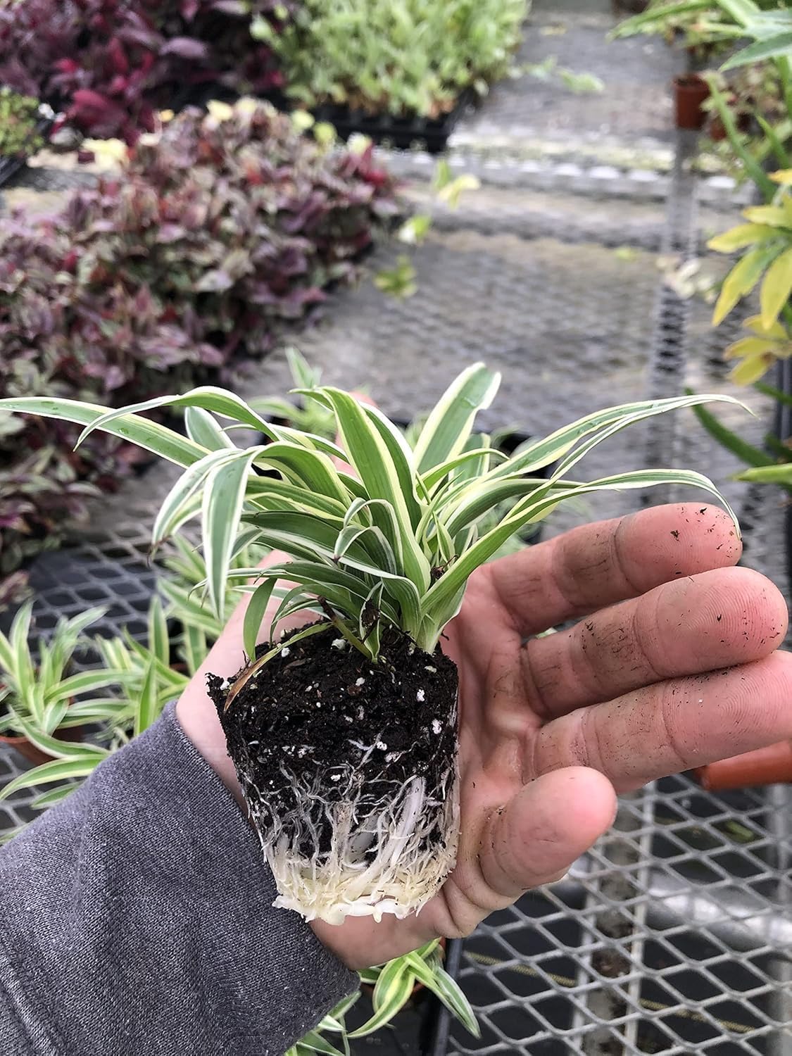 3 Pack Airplane Spider Plant – Live Indoor Houseplant | Fully Established Bare Root Plants, Air-Purifying, Low Maintenance, Thrives in Home & Office | Live Plants Indoor, Variegated Houseplant