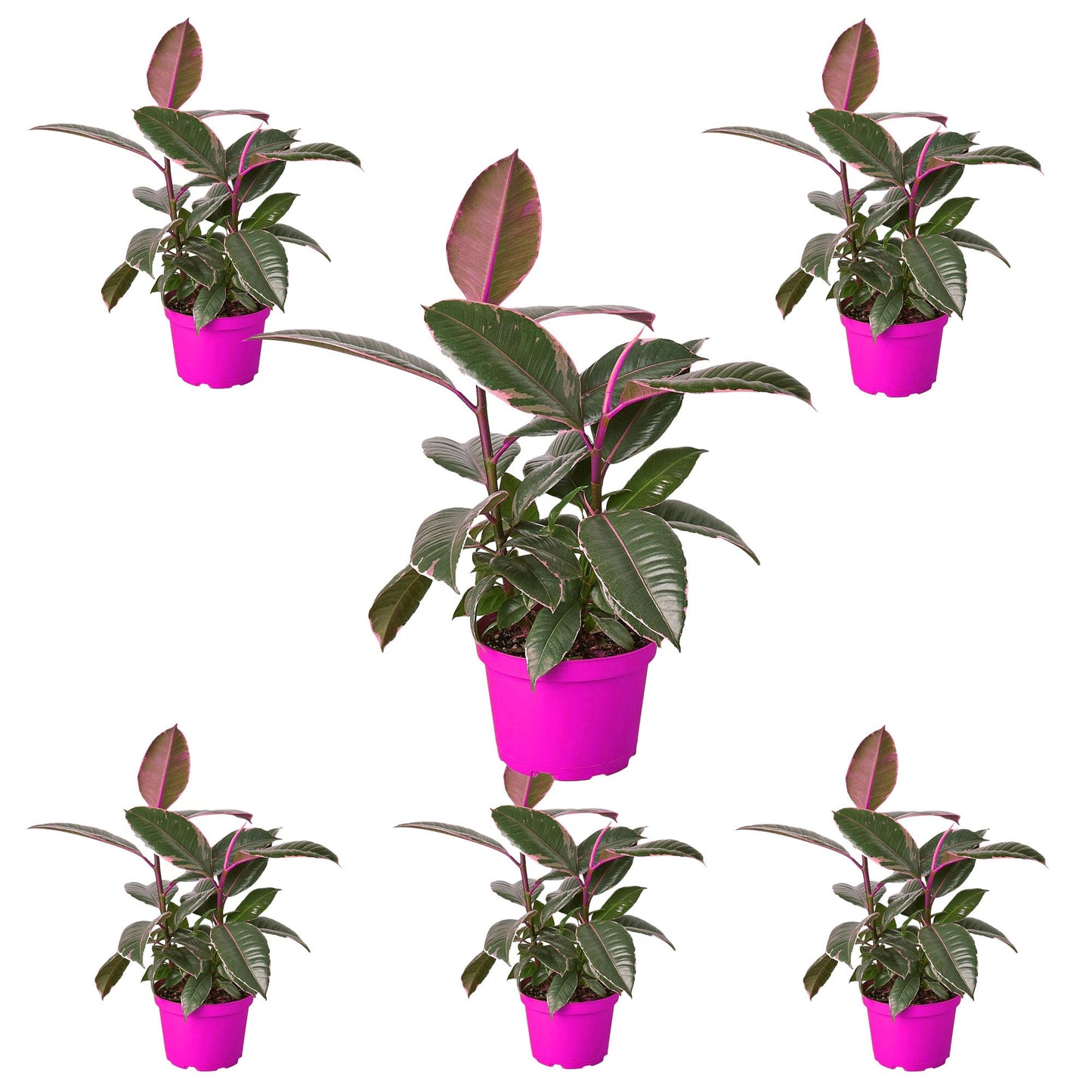 6 Pack Ficus Elastica 'Tineke' in 6in Pot - Live Plants Tropical Houseplants | Variegated | USA Growers | The Snobby Leaf