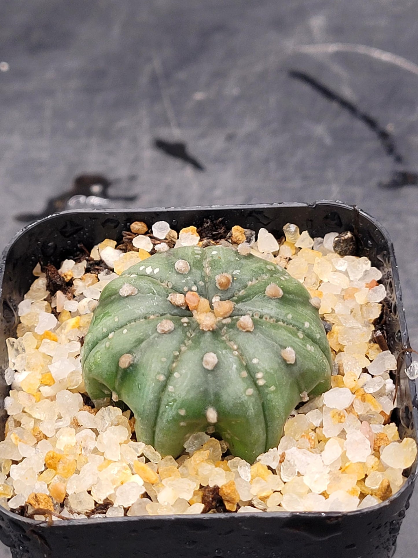 Astrophytum Asterias Sand Dollar Cactus, Live Plant, 1.5-2 inches (1)