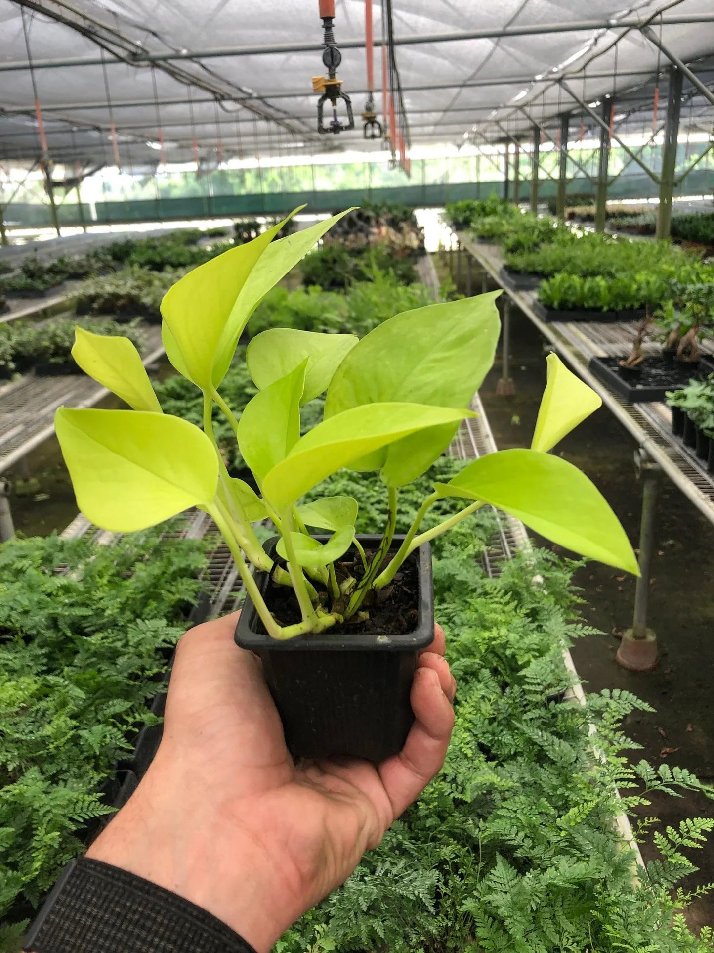 Pothos 'Neon' | Live Plant for Indoor & Outdoor | for Living Room, Office, Bathroom | (3" Pot)