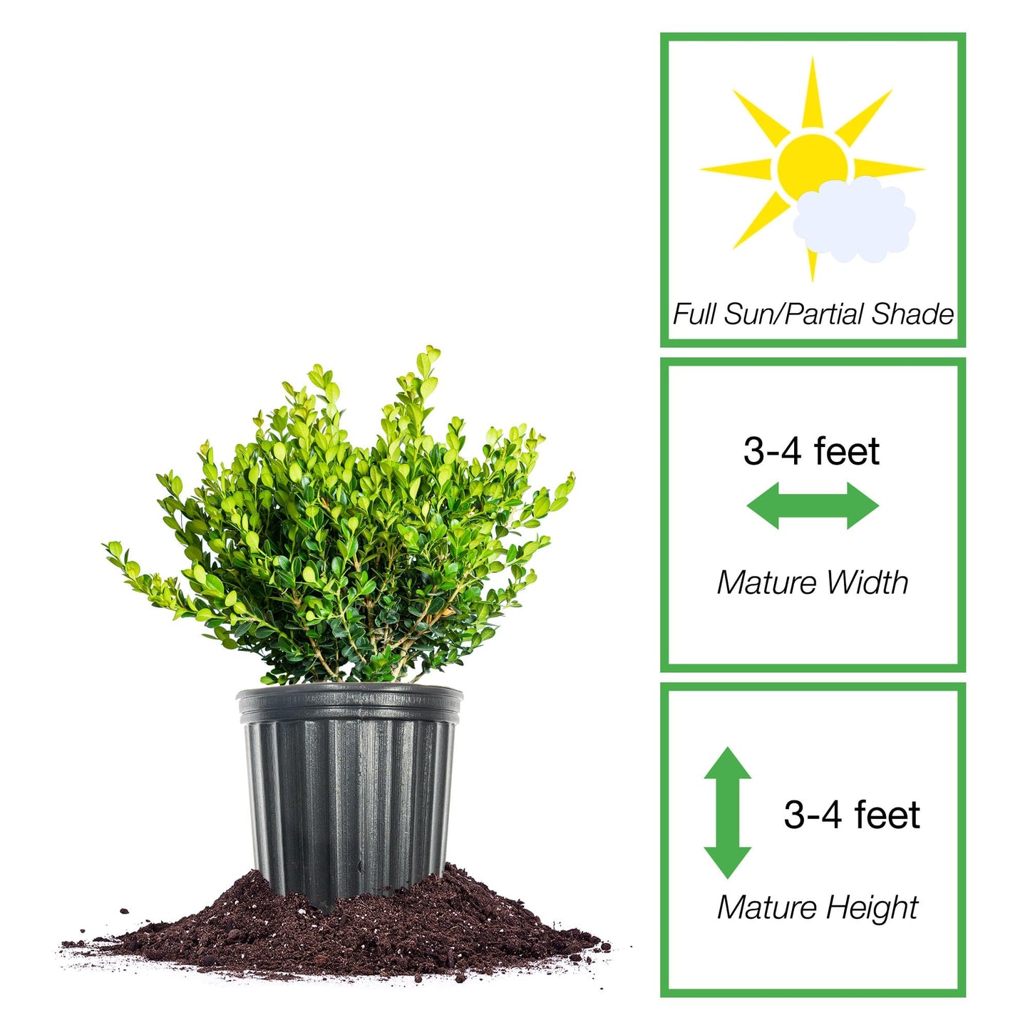 Perfect Plants Winter Gem Boxwood 1 Gallon | Live Shrub for Landscaping, Topiary, Hedges | Evergreen & Low Maintenance