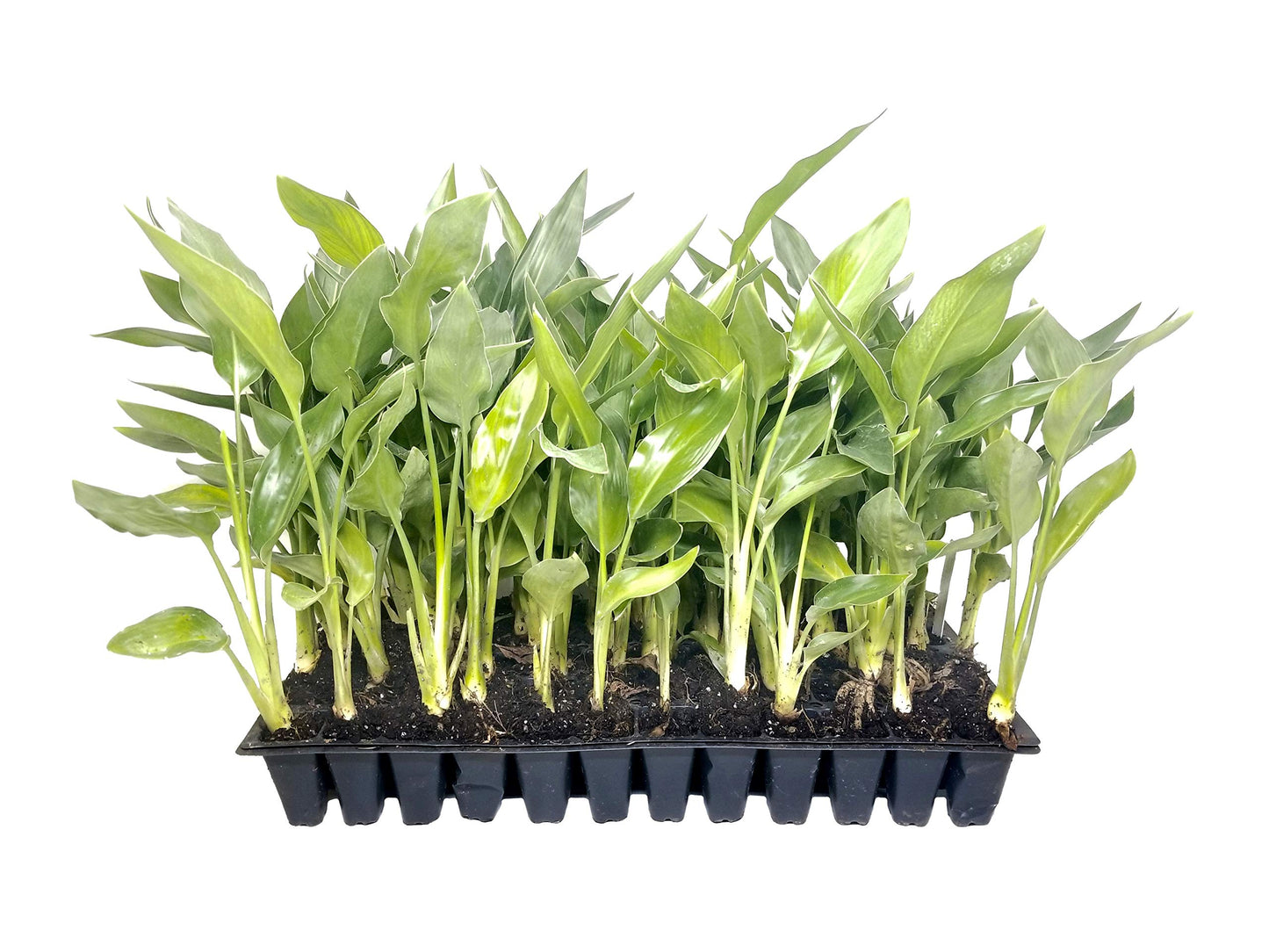 Yellow Bird of Paradise | 3 Live Plants | Mandela's Gold | Strelitzia Reginae | Beautiful Rare Foliage Specimen