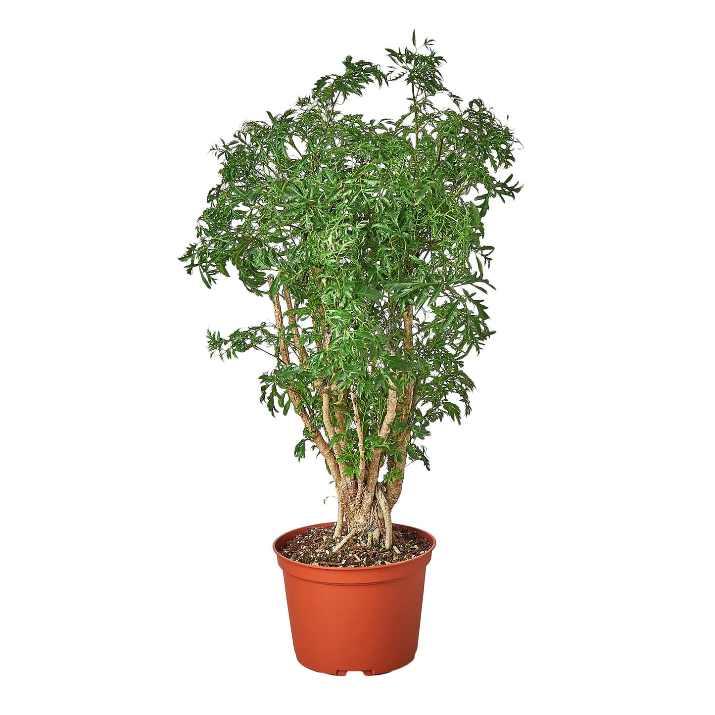 House Plant Shop | Aralia 'Ming Stump Plant' - 6" Pot | Live Indoor Plant | Easy to Care | Natural Décor Plant | Great Gifts| Free Care Guide
