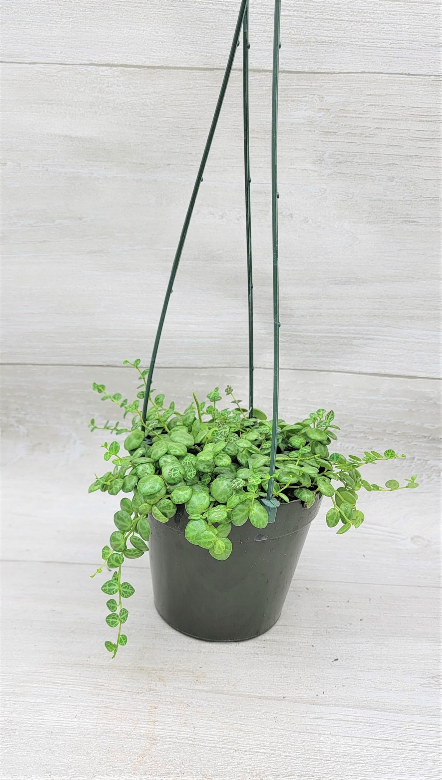 String of Turtles,Peperomia Prostrata Plant Live Rare Houseplants All Plants are Fully Rooted Plants in 4 inch Hanging Pot by 3exoticgreen