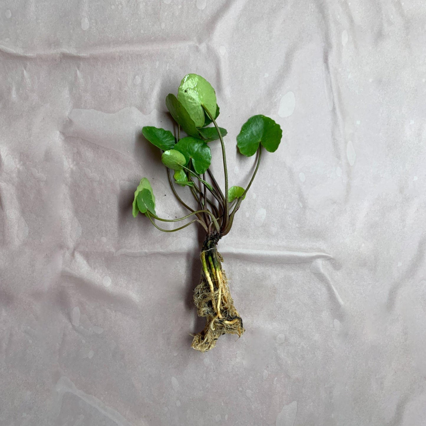 Live Aquatic Pond Plant Yellow Floating Heart: Hardy Outdoor Garden Water Pond Plants Lily Like Floating Pads Goldfish Koi Ponds Loves Shade Sun Flowers Beautiful White Vanilla Scented Lily Flower