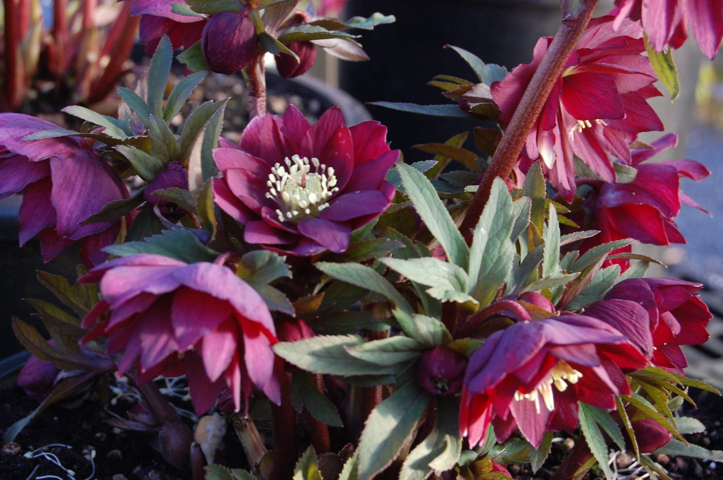 Perennial Farm Helleborus Winter Jewels ‘Red Sapphire’ – Live Lenten Rose in 1 Quart, Deep Red Blooms, Early Spring Color, Shade Loving, Deer Resistant, Ideal for Borders & Woodland Gardens