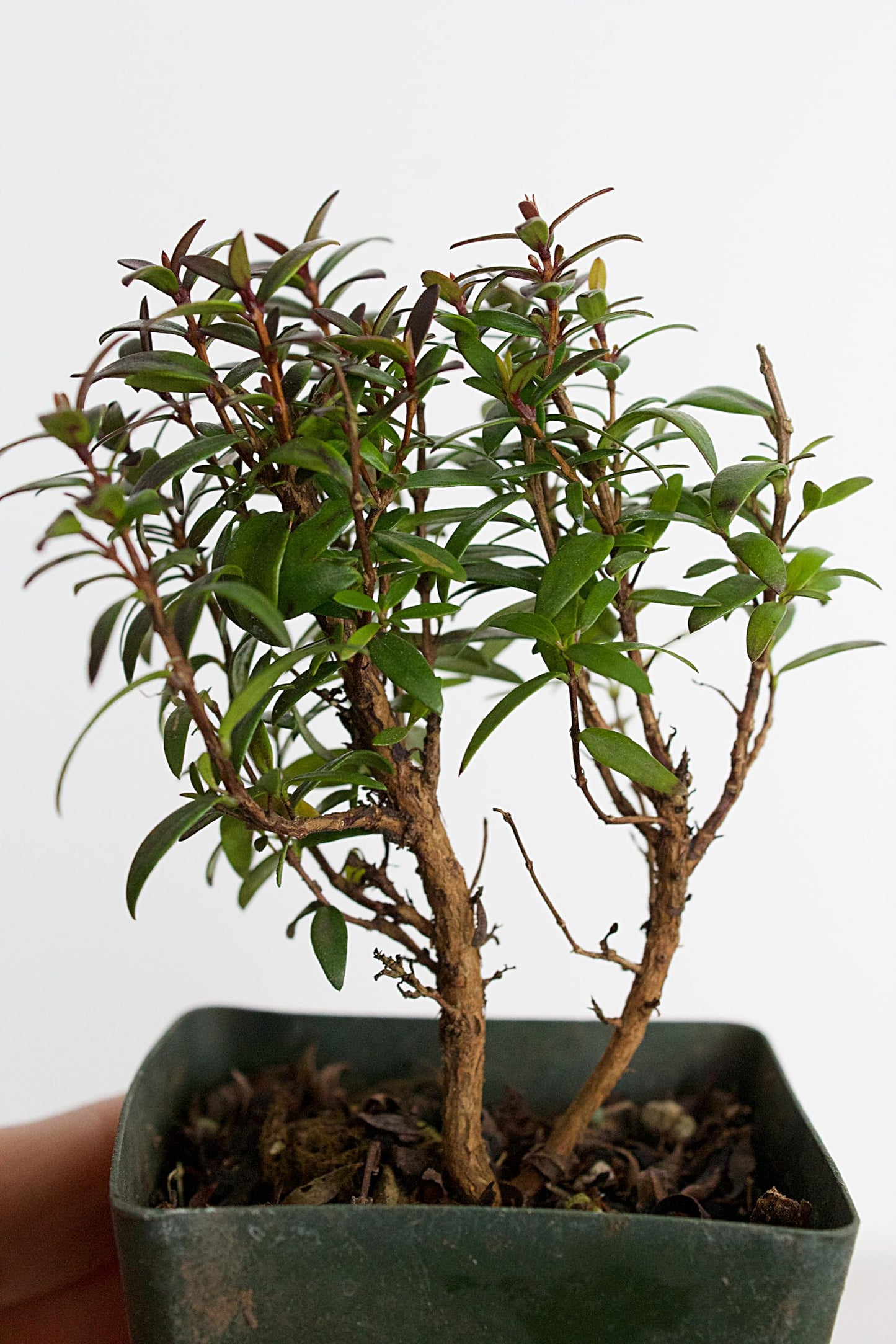 Generic Bonsai Starter Myrtle Compacta Plant Gift Mini Starter Plant 2 inch Pot Outdoor Zen Garden Gift for Mom (1), Green