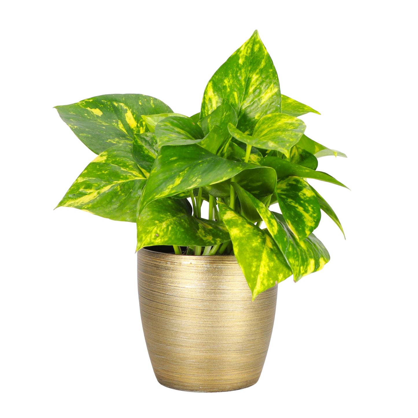 Thorsen's Greenhouse Golden Pothos, Live Indoor Vining Plant, Easy to Grow, Variegated Houseplant, Natural Air Purifier (Gold, 4-inch Pot)