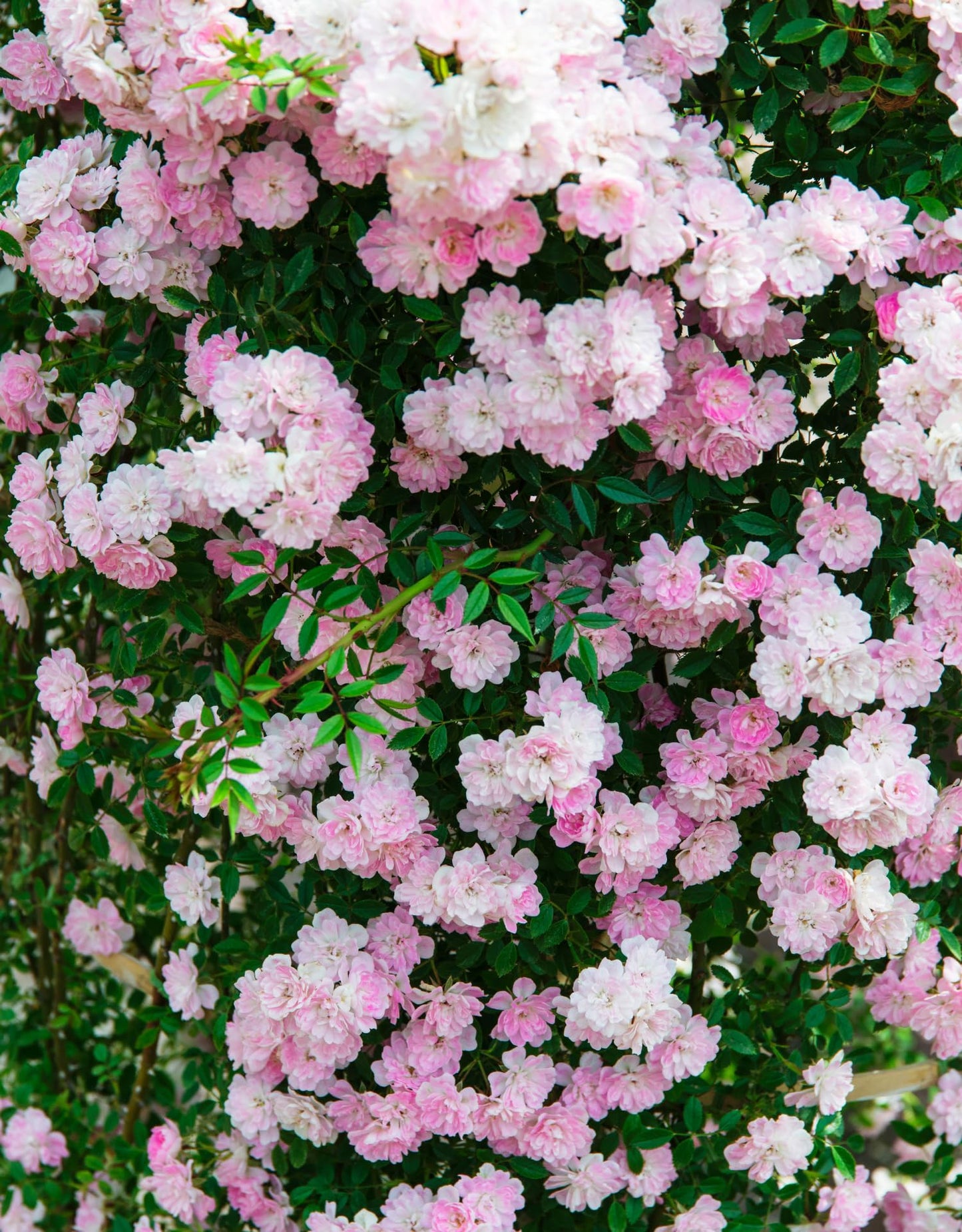 Pink Rose Climbing Live Starter Plant, Fragrant Pink Climbing Rose for Planting Outdoor, No Pot, 1 Year Old Rose Plant, Well-Rooted Rose Plants Live Ready to Plant