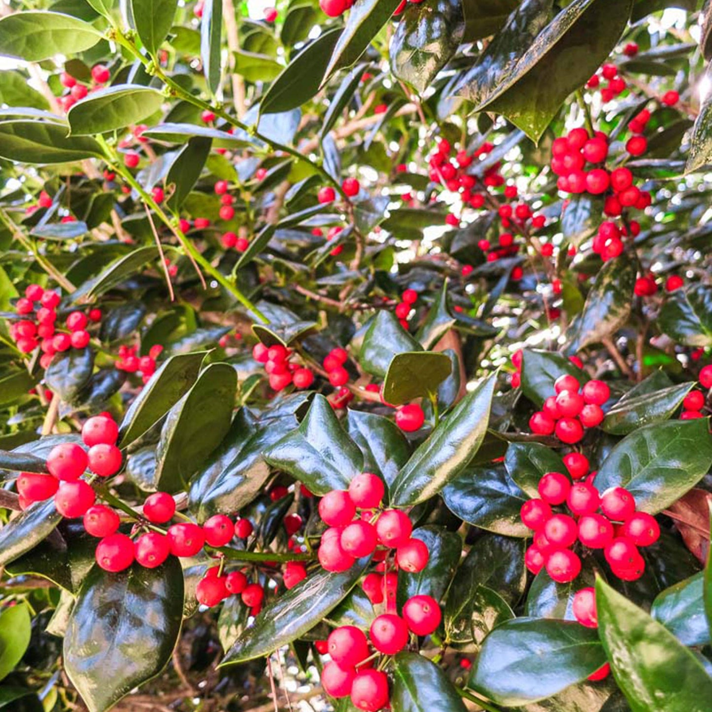 Dwarf Burford Holly 1 Gallon