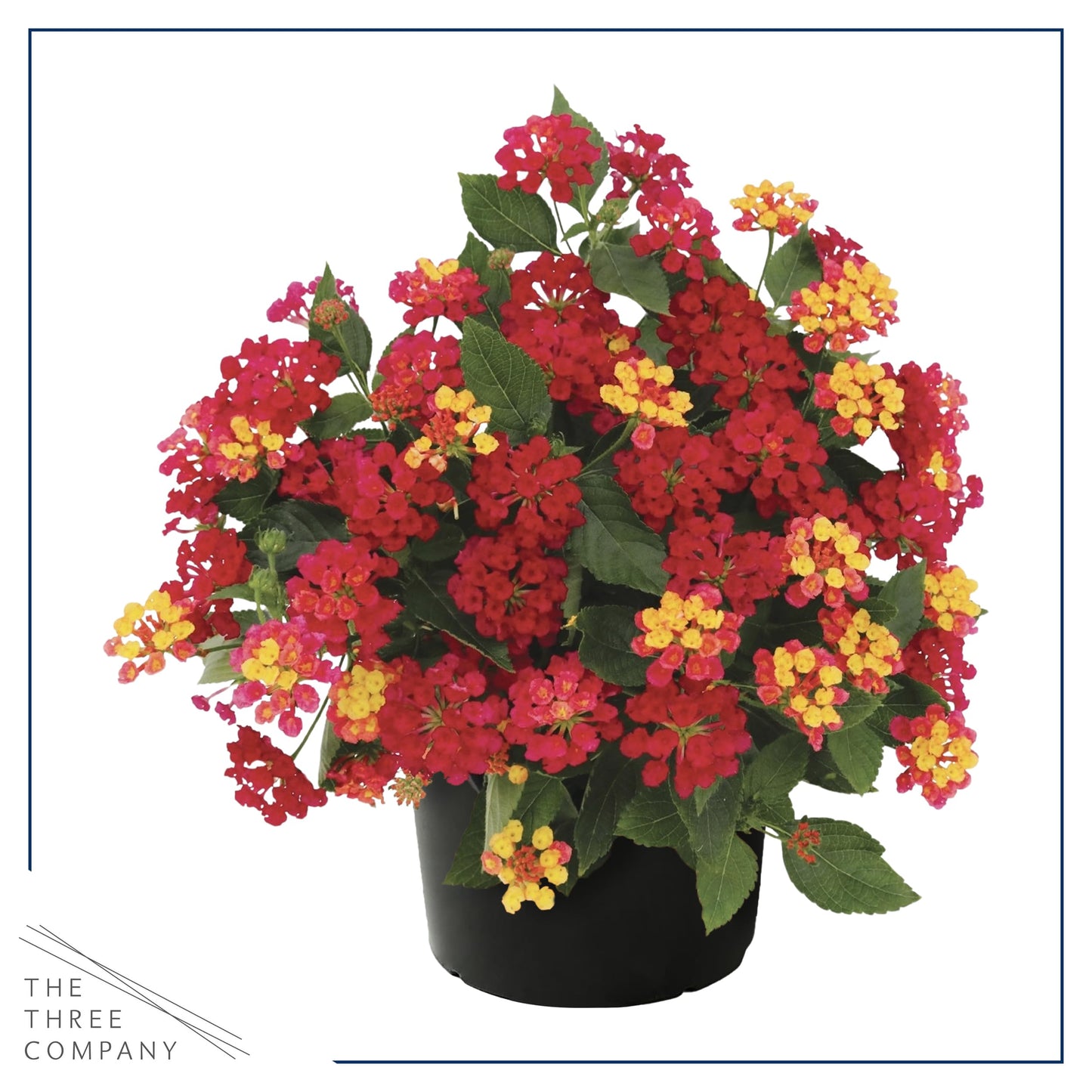 Live Flowering Lantana - Havana Red Sky (2 Plants Per Pack), Healthy Blooming Pollinator, 8" Tall by 5" Wide in 1 Qt Pot
