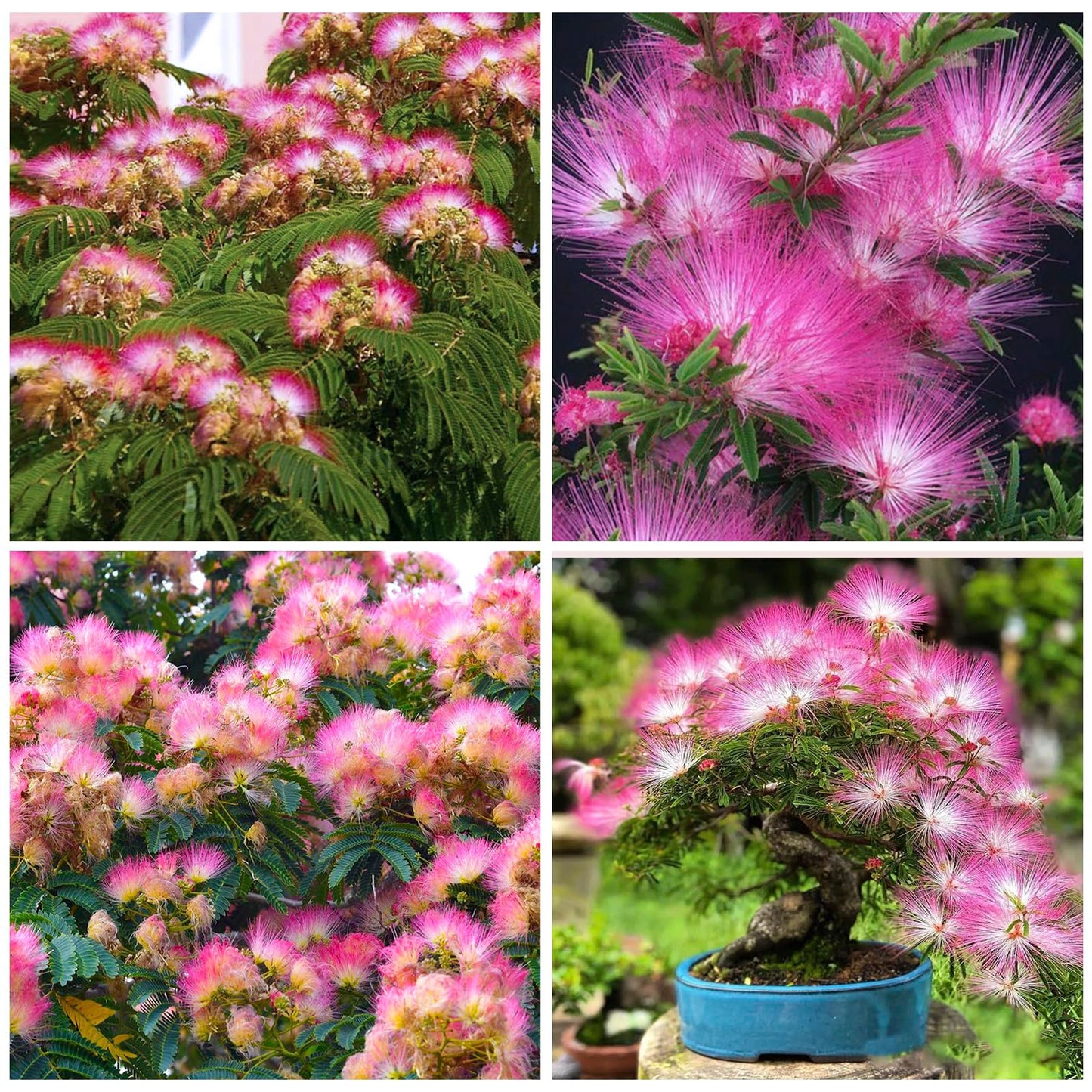 75+ Mimosa Tree Seeds for Planting Outdoor-Albizia Julibrissin Tree Persian Pink Silk Flower Plant-Pink Blooms-Attracts Pollinators