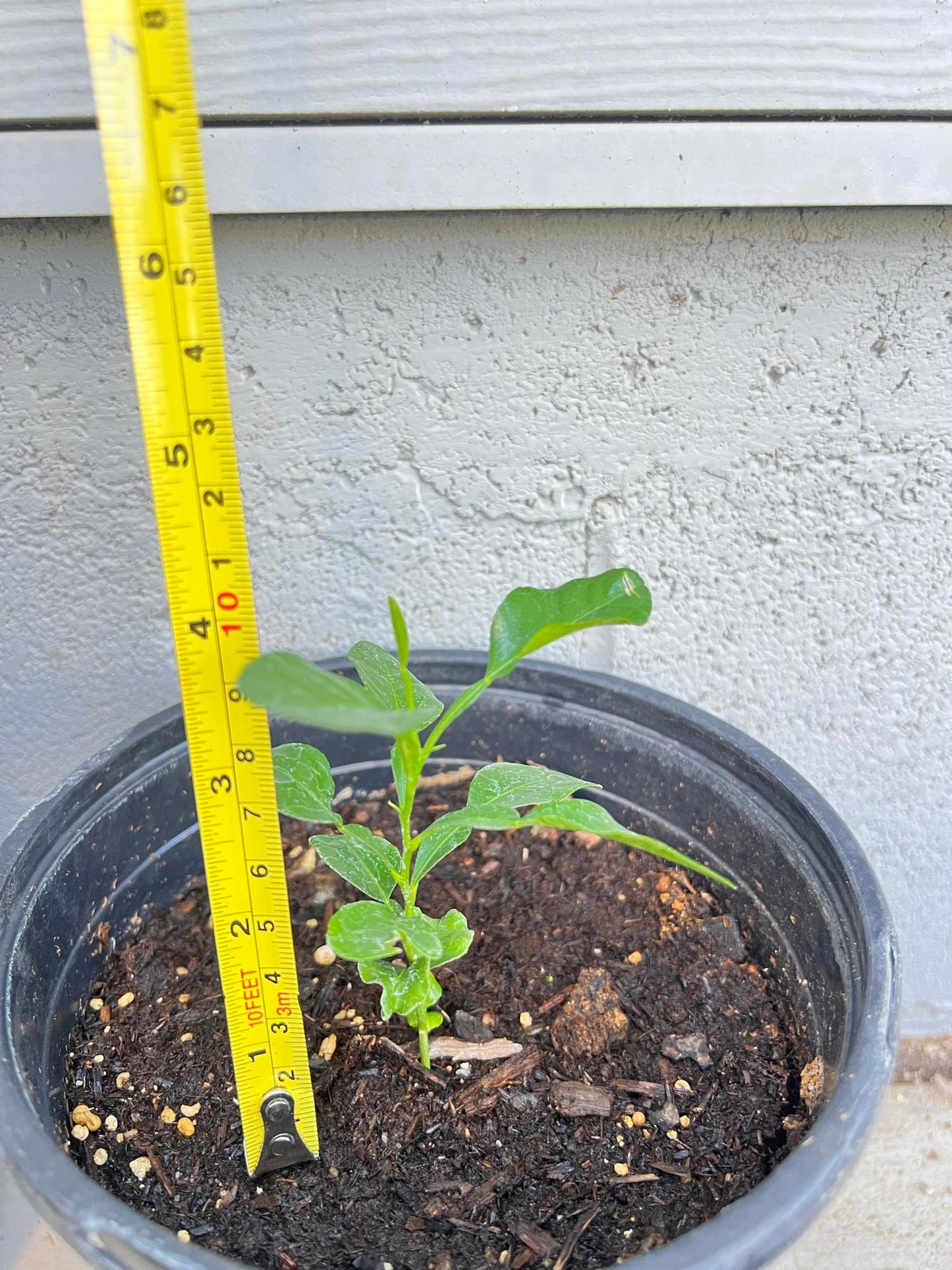 Live Kaffir Lime Tree Plant, Citrus Hystrix, Plant Starter Kit - Cannot Ship to FL, AZ, TZ, CA, LA, HI