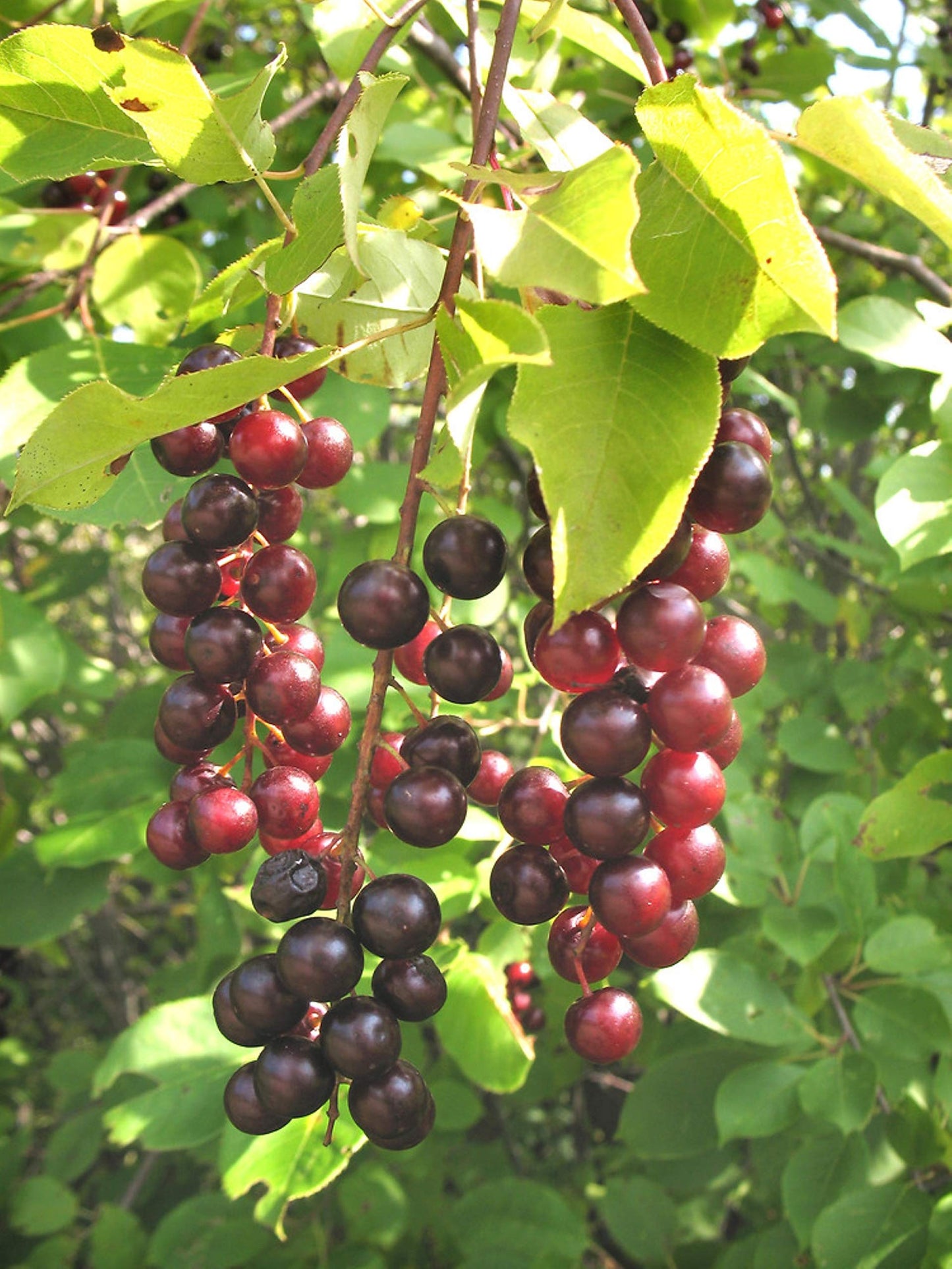 12-24” Tall Chokecherry Prunus virginiana, 1-2 Year Old Bare Root Plant