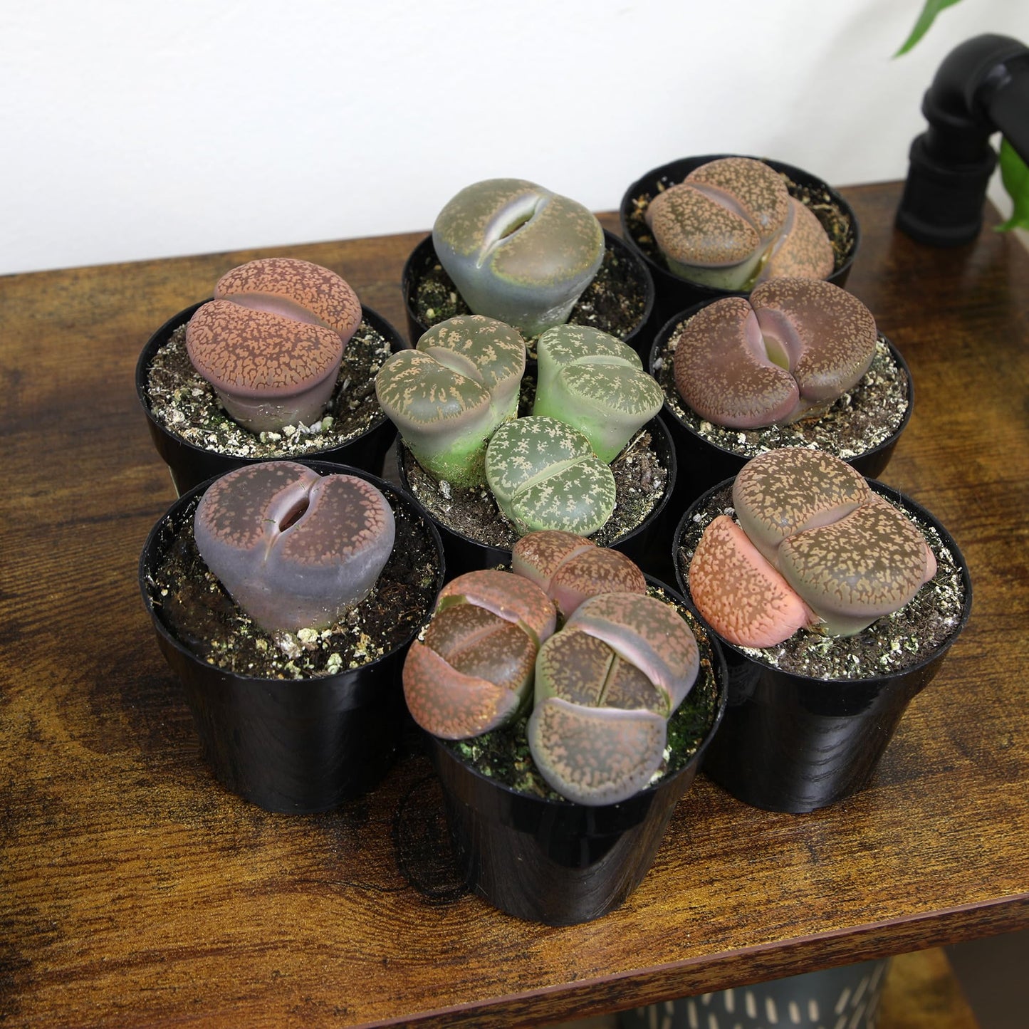 Altman Plants XL Giant Living Stones Succulents (8PK) Lithops Live Plants & Real Succulents, Pet Safe Plants & Live Succulent Plants, Pet Friendly Plants, Live Plants in 2.5" Pots with Succulent Soil