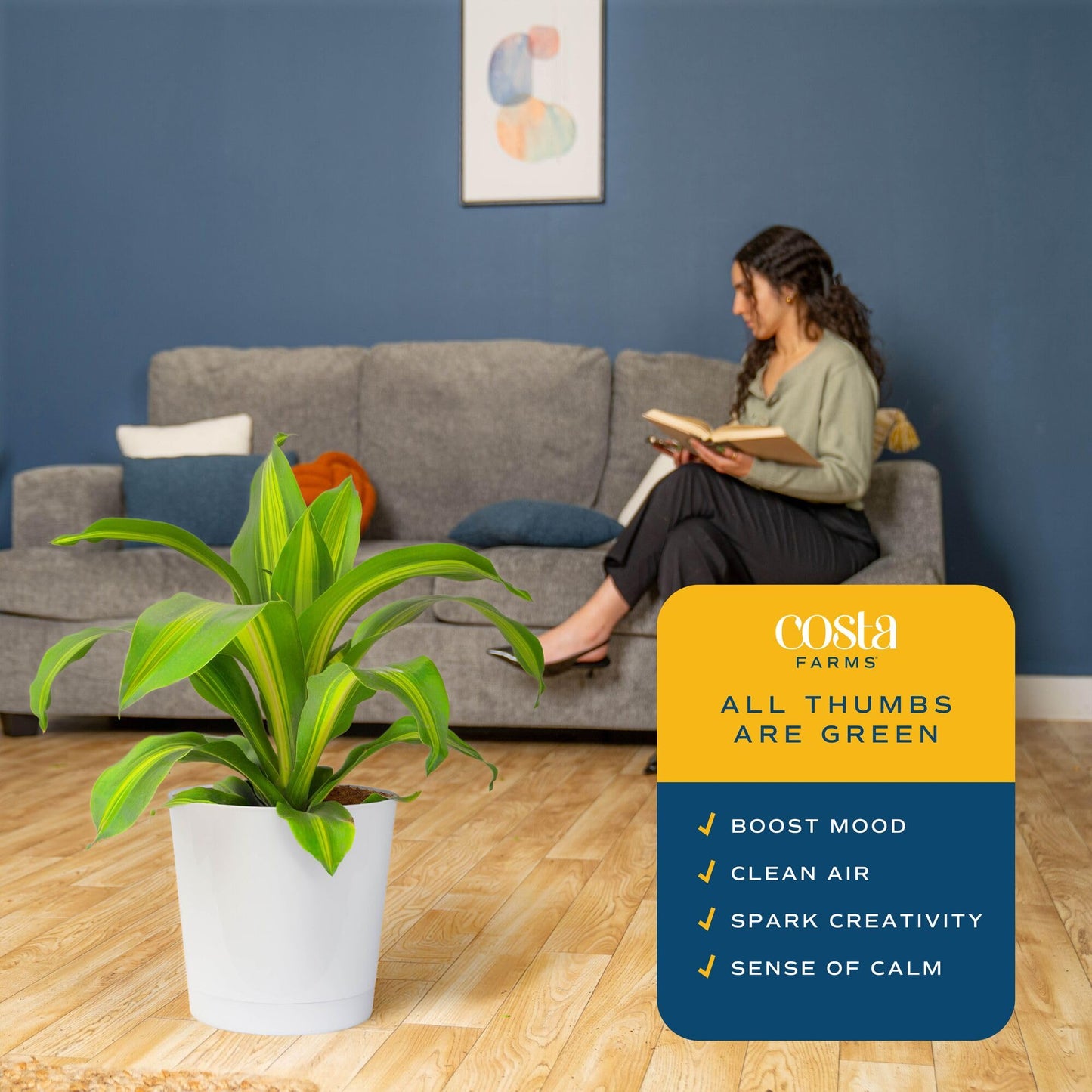 Costa Farms Dracaena Golden Heart Live Indoor Plant, Easy to Grow Houseplant in Decor Plant Pot, Potting Soil Mix, Living Room Home and Office Decor, Housewarming Gift, 2-3 Feet Tall