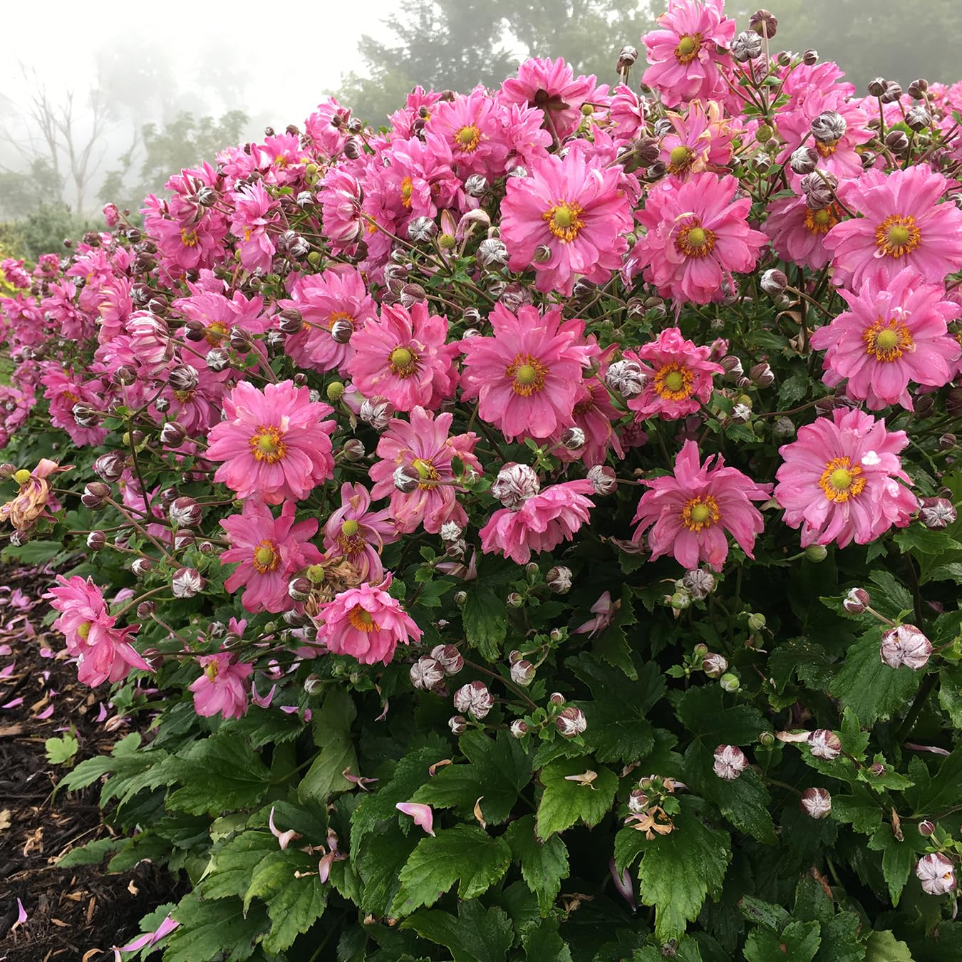 Live Plant Green Promise Farms, Proven Winners Anemone Fall in Love Sweetly Japanese Anemone, Pink Flowers - #1 Gallon Size Container - Plant Will NOT Ship to AZ, CA, HI, ID, MT, NV, OR, PR, UT & WA!