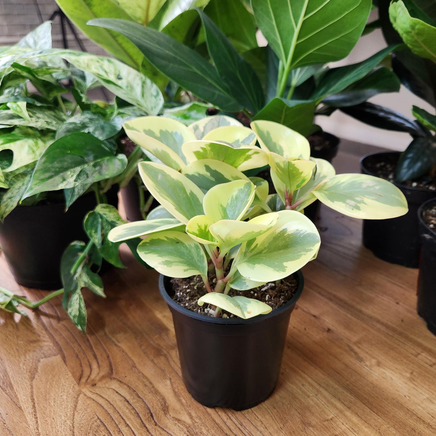 Altman Plants Deluxe Houseplants (3 Pack), Assorted Popular Live Indoor Plant Varieties, Easy Plant Care, 4.25 in Pots