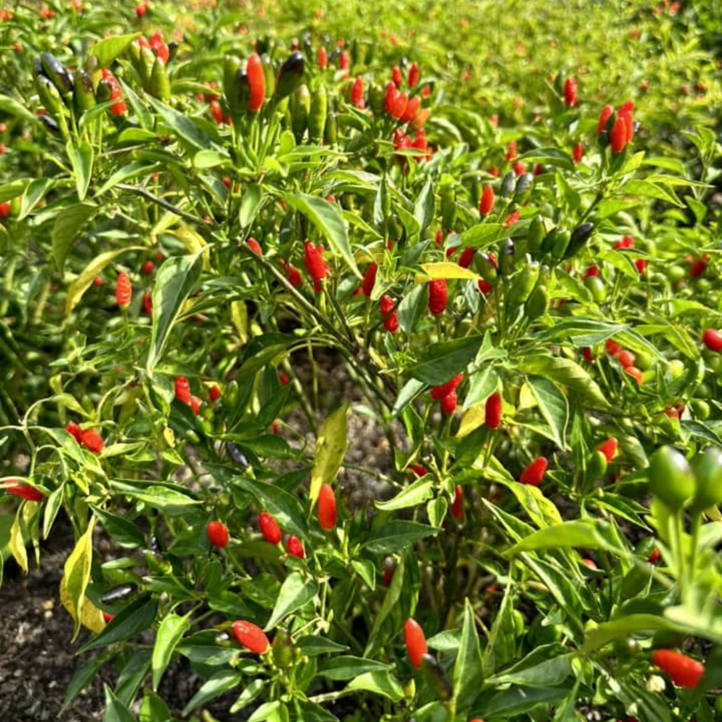 Pequin Peppers Plants, 4 to 6 Inch Tall Pequin Chili Pepper Plant in 4" Pot, Pepper Live Plants Vegetables Pepper Seedlings