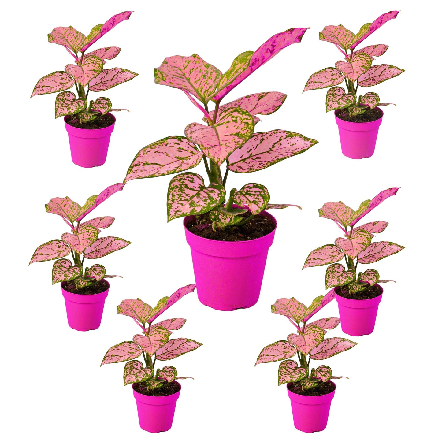 7 Pack Chinese Evergreen 'Lady Valentine' in 4in Pot - Live Plants Tropical Houseplants | Variegated | USA Growers | The Snobby Leaf