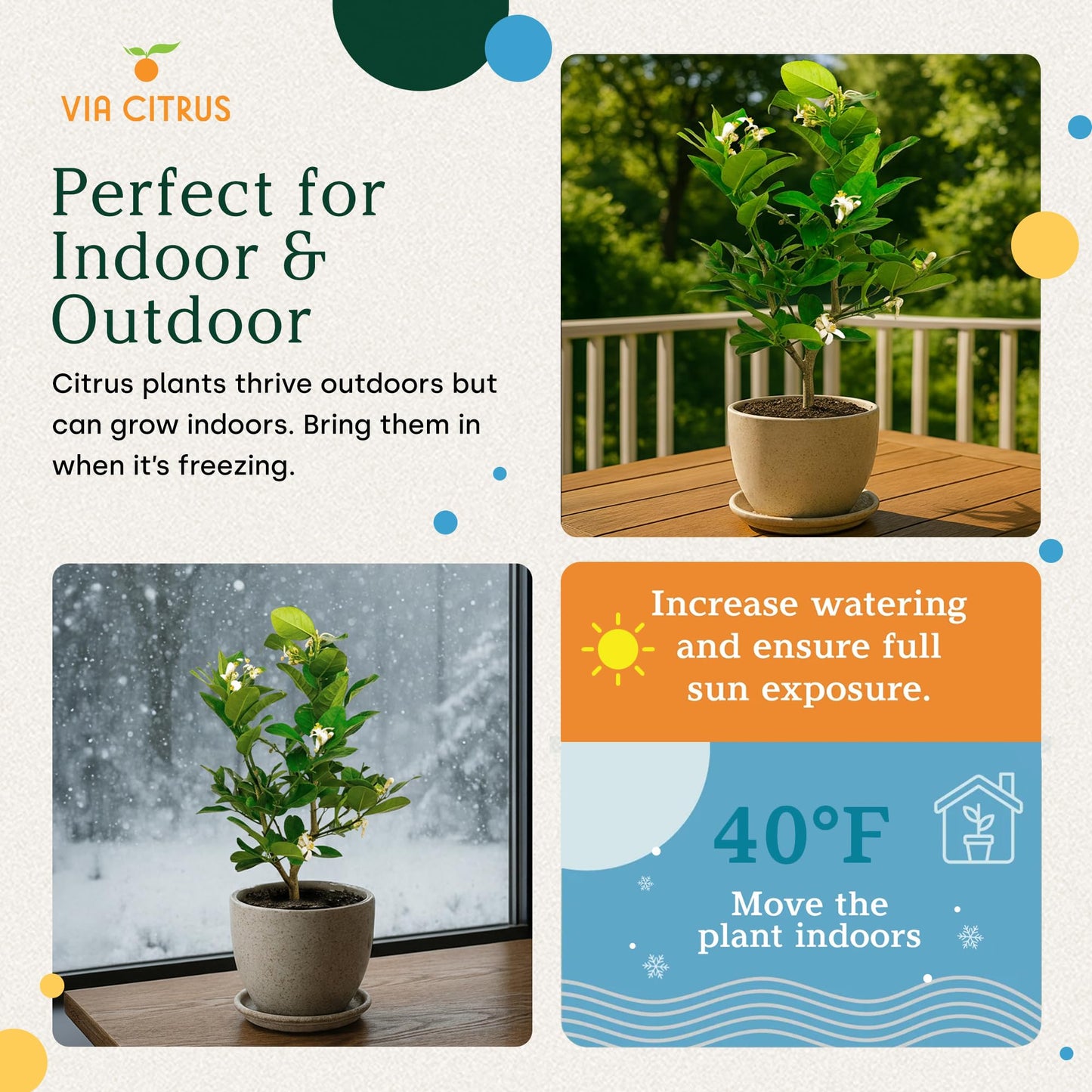 Ponderosa Lemon Tree Live Plants 13" - 22" Tall Indoor Outdoor Fruit Tree Plant Growing, Live Citrus Plant Mothers Day Gift for Mom Home Garden Patio Use, Cannot Ship CA AL AZ TX LA by Via Citrus