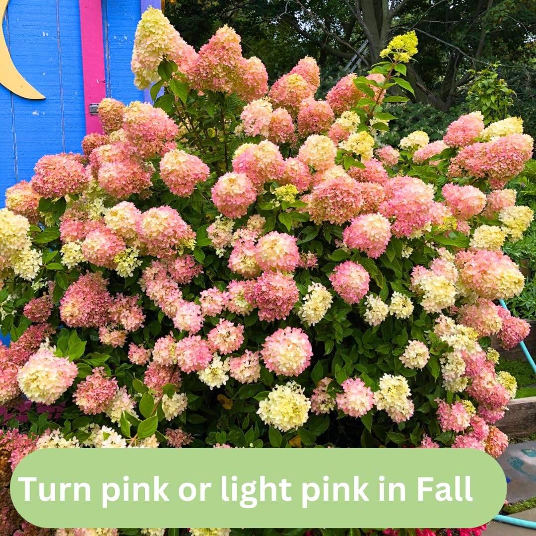 Hydrangea Tree Plants Live in Pot, 5-11" in Tall, Change Color Perennial Planting Indoor Outdoor, Long Lasting Blooms Flower (White and Pink)