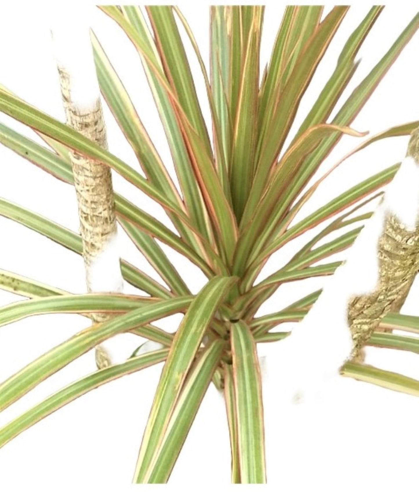 Gar-Zen Botanical Designs Tropical Houseplant Dracaena Marginata Silver tri Color 12-inch Dragon Tree Office or Home Plant.