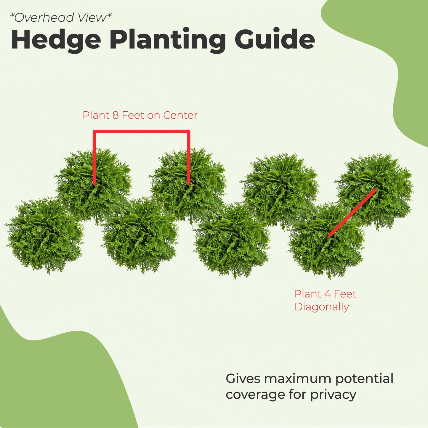 Perfect Plants Thuja Green Giant 1 Gallon 5-Pack | Privacy Evergreen Arborvitae | Adaptable Lush Green Foliage