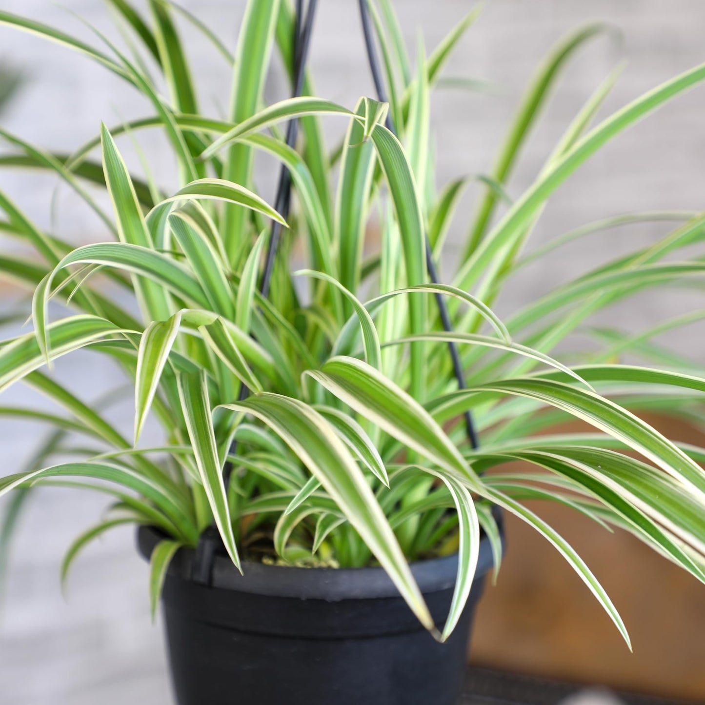 Live Spider Plant in 6" Hanging Basket with Detachable Hook, Pet Friendly Houseplant for Home or Office, Unique Seasonal Varieties, Real Easy to Grow Houseplants by Plants for Pets