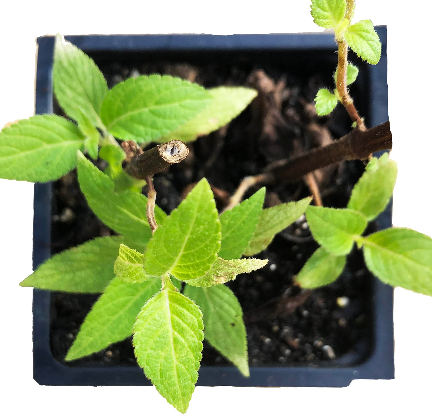 Organic Pineapple Sage Plant (Salvia elegans) in 2.5 inch Pot - Attracts Butterflies and Hummingbirds
