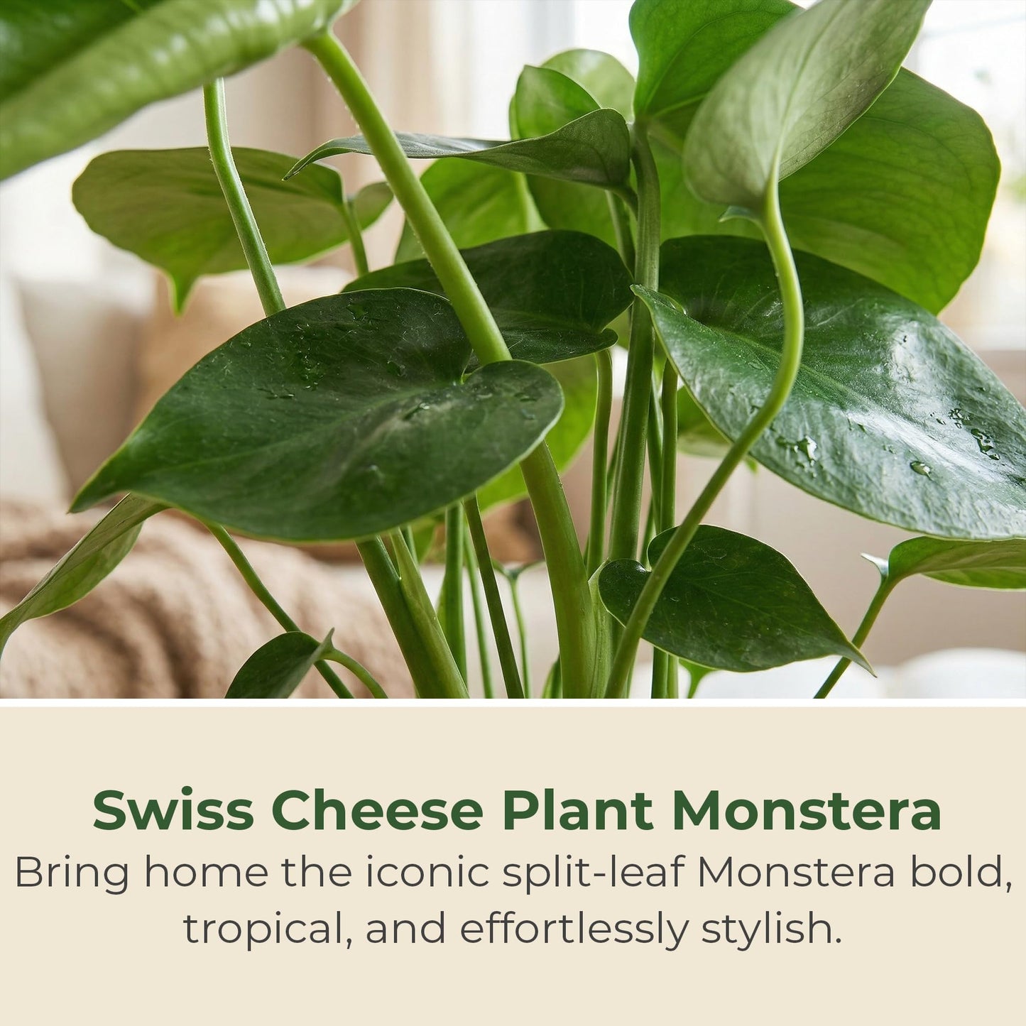 6 in. Swiss Cheese Plant Monstera Plant - Monstera Live Plant W/Large Glossy Split Leaves - Part Shade Monstera Houseplant for Office, Living Rooms, or Bedrooms & More (Includes Grower Pot)