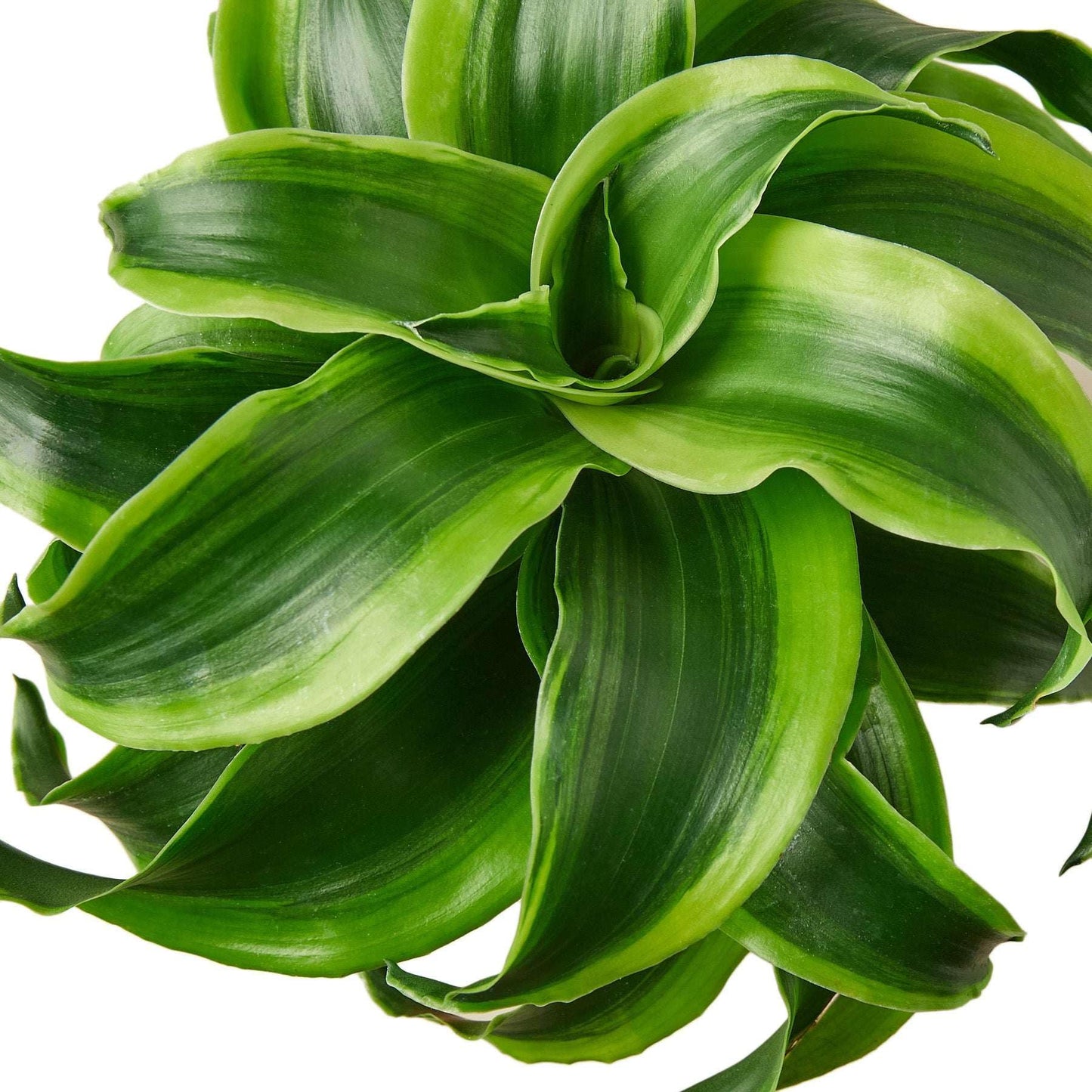 Dracaena Tornado Live Plant for Indoor | Different Houseplants in 4'' & 6'' Pot | Real House Plant for Living Room, Office, Desk & Bathroom | Tornado | Dracaena Fragans