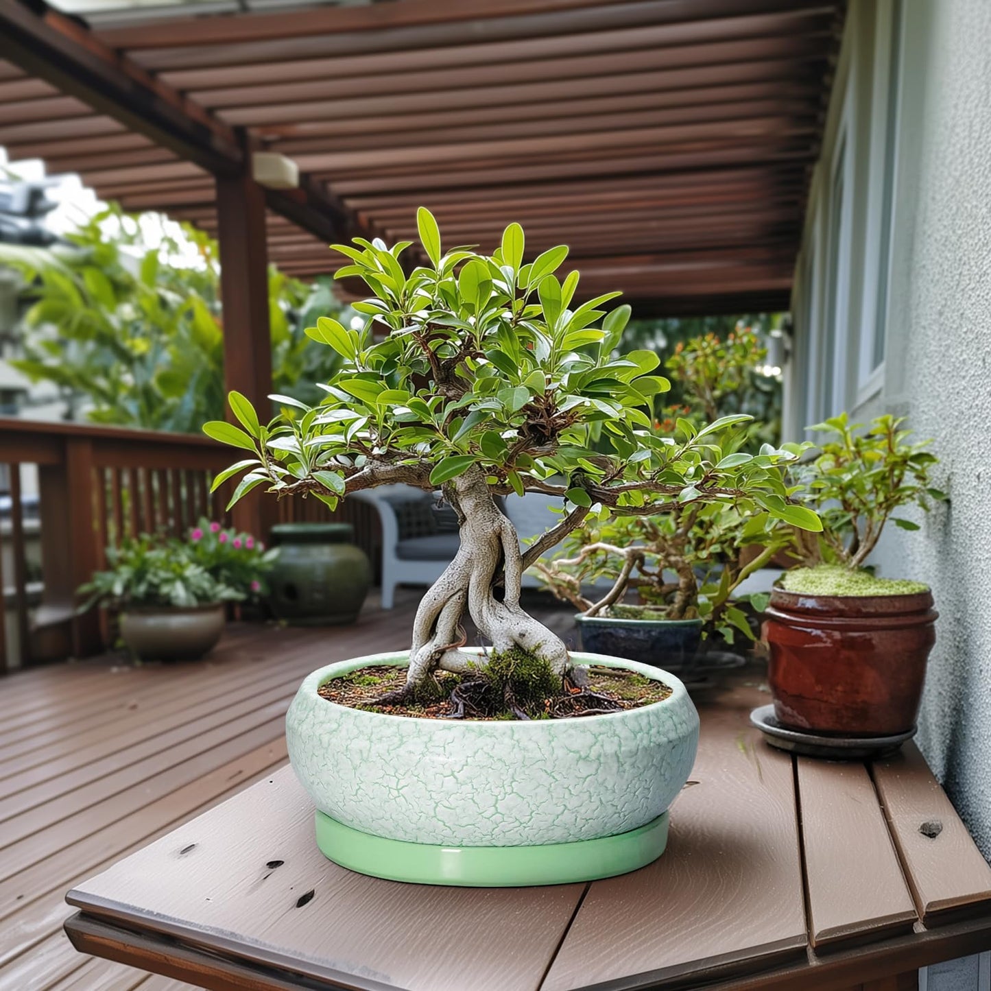 EPFamily Bonsai Pots - 13 Inch Ceramic Succulent Pots for Indoor Outdoor, Large Shallow Planter with Drainage Hole and Saucer, Round Flower Succulent Planter, Patio Decor, Gifts for Women, Green