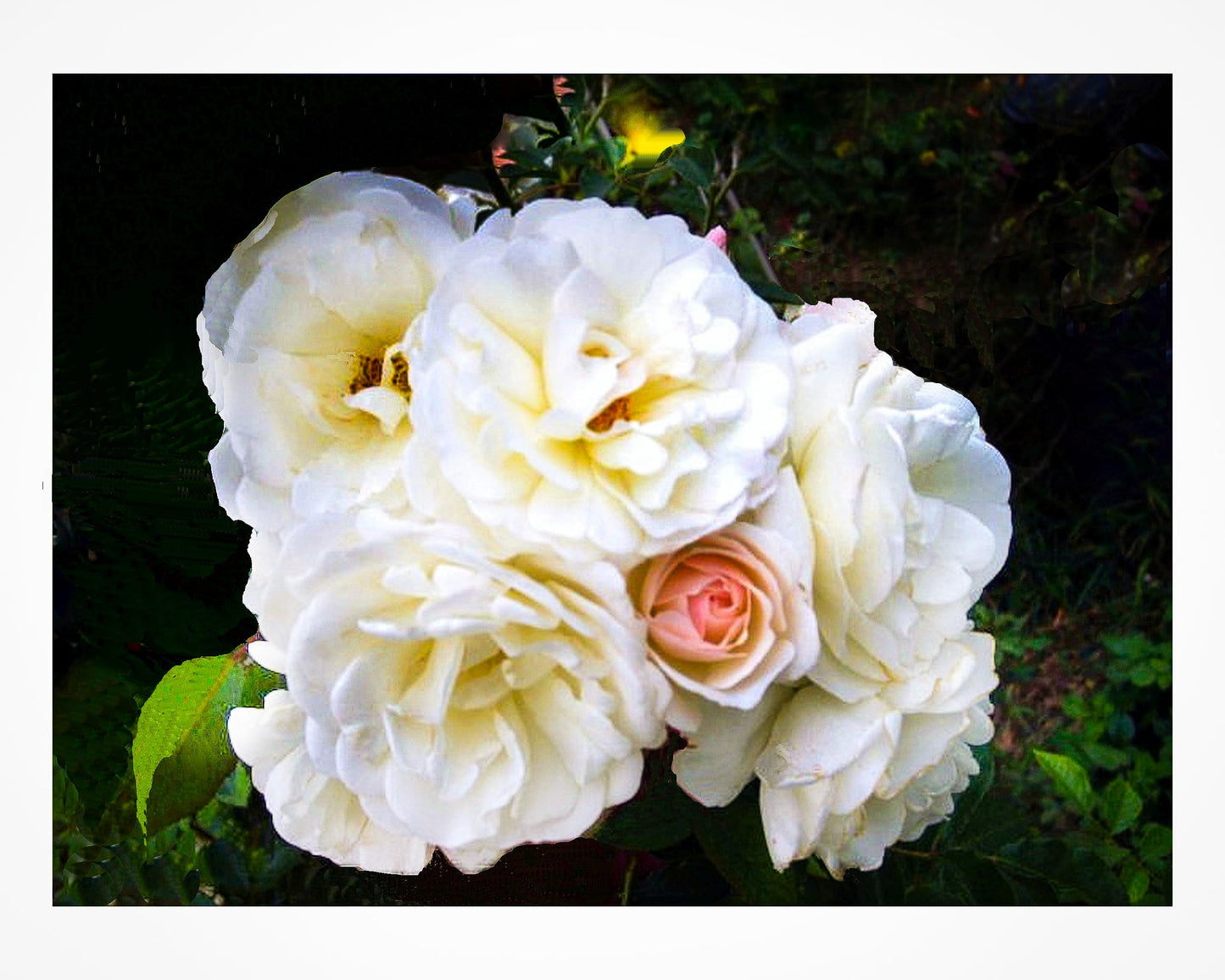 Prom Queen Climbing Rose - Antique Heirloom Rosa Hybrid - Live Plant - Perpetual Fragrant Double White Pink Flower - Emerald's - Starter Size - 4 Inch Pot