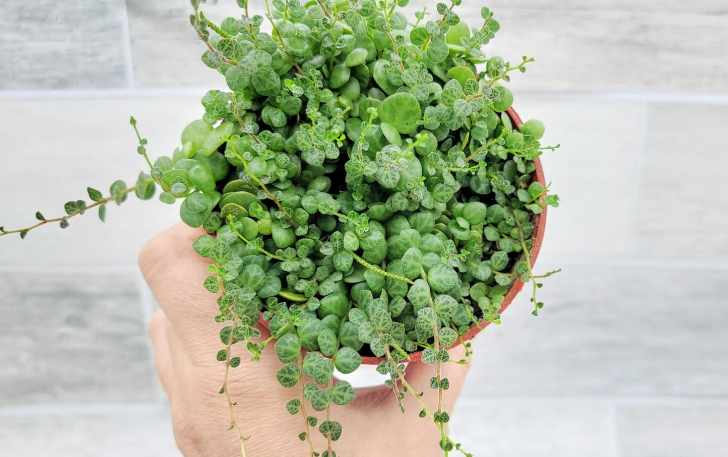 String of Turtles Peperomia Prostrata Plants Live Houseplants, Rare Indoor Plants, Fully Rooted Live Indoor Plants in 4-Inch Pot by 3exoticgreen
