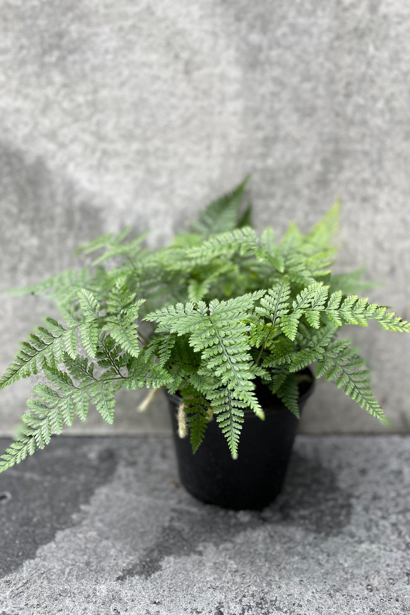 Rabbit's Foot Fern | Live Plant for Indoor & Outdoor | for Living Room, Office, Bathroom | (6" Pot)